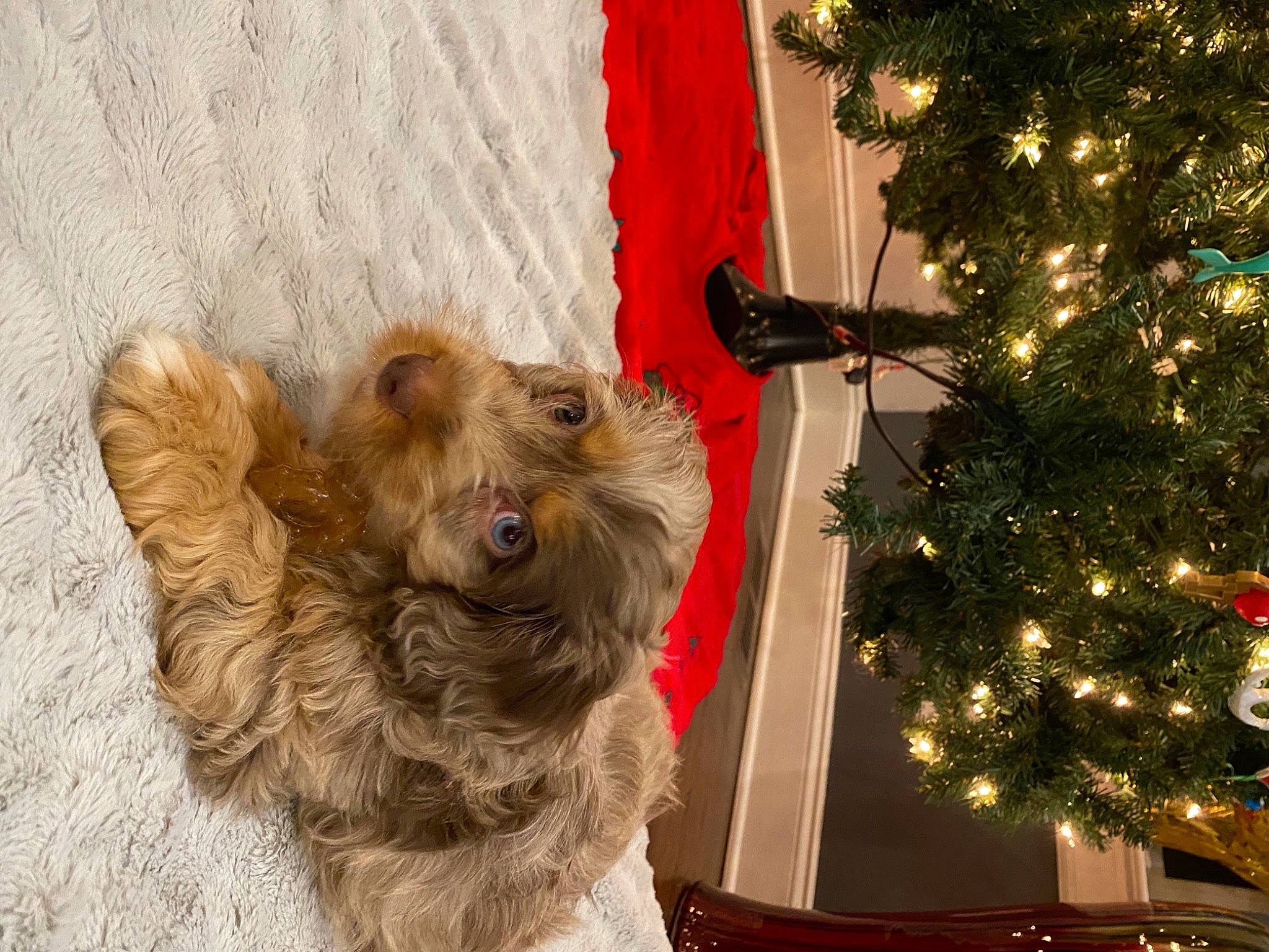 Cabo is registered to the contest to win money with this photo: canidae, carnivore, christmas, christmas_decoration, christmas_eve, christmas_lights, christmas_ornament, christmas_tree, companion_dog, dog, dog_breed, evergreen, fawn, holiday, holiday_ornament, interior_design, ornament, sporting_group, terrier, working_animal