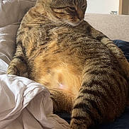 Kobe participe au concours pour gagner de l'argent avec cette photo : cat, tabby, indoor, bed, blanket, fur, sleepy, relaxed, pet, animal, striped, whiskers, paw, cozy, domestic, feline, resting, cute, soft, comfort