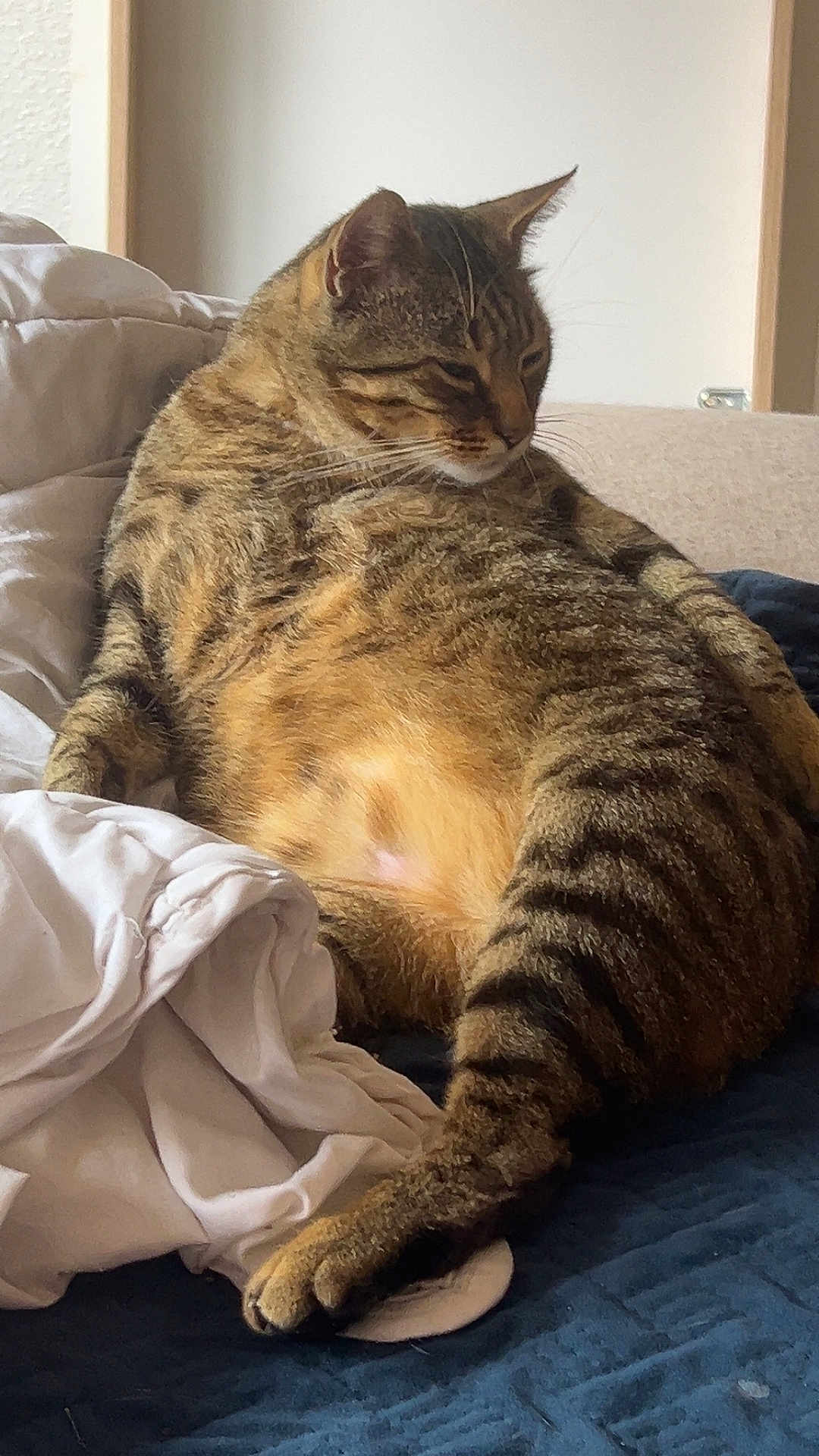 Kobe participe au concours pour gagner de l'argent avec cette photo : cat, tabby, indoor, bed, blanket, fur, sleepy, relaxed, pet, animal, striped, whiskers, paw, cozy, domestic, feline, resting, cute, soft, comfort