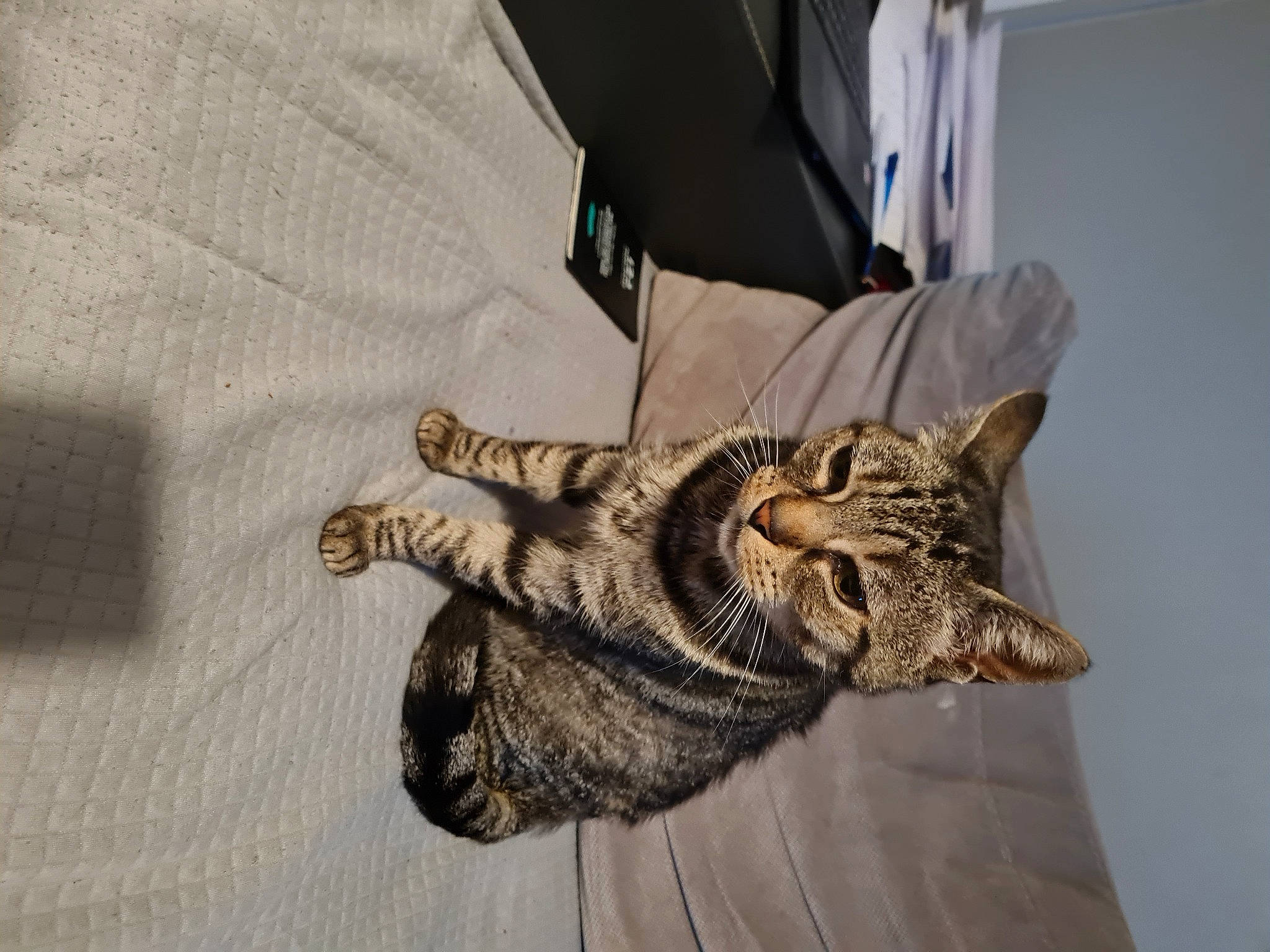 Mimi a rejoint le concours — aidez-le/la à gagner de superbes lots ! arm, art, carnivore, cat, claw, comfort, domestic_short_haired_cat, eye, felidae, fur, hand, head, human_body, jaw, sleeve, small_to_medium_sized_cats, snout, tail, terrestrial_animal, whiskers