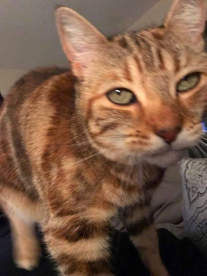 Willow joined the competition — help win amazing prizes! american_wirehair, arabian_mau, asian, australian_mist, california_spangled, carnivore, cat, domestic_short_haired_cat, dragon_li, european_shorthair, felidae, mammal, ocicat, pixie_bob, small_to_medium_sized_cats, sokoke, tabby_cat, toyger, vertebrate, whiskers