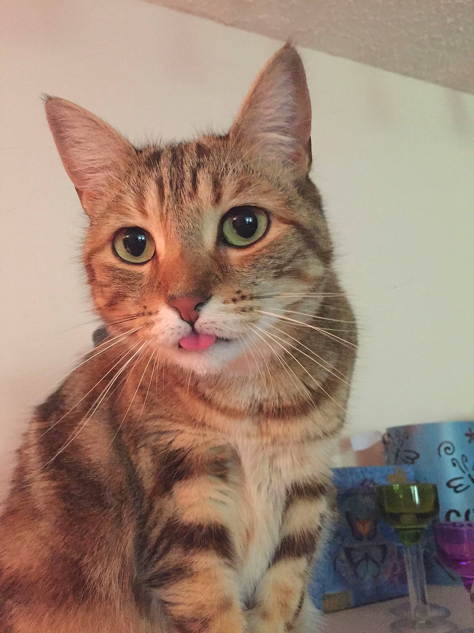 Willow joined the competition — help win amazing prizes! aegean_cat, american_shorthair, arabian_mau, asian, australian_mist, california_spangled, carnivore, cat, domestic_short_haired_cat, dragon_li, european_shorthair, felidae, kitten, mammal, pixie_bob, small_to_medium_sized_cats, tabby_cat, toyger, vertebrate, whiskers