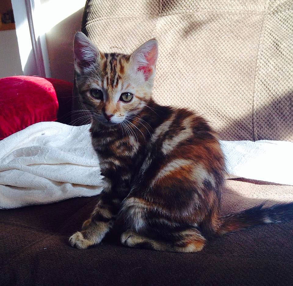 Willow joined the competition — help win amazing prizes! american_shorthair, asian, bengal, california_spangled, carnivore, cat, domestic_short_haired_cat, dragon_li, european_shorthair, eye, felidae, fur, kitten, mammal, small_to_medium_sized_cats, sokoke, tabby_cat, toyger, vertebrate, whiskers