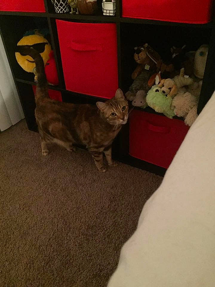 Willow joined the competition — help win amazing prizes! asian, carnivore, cat, domestic_short_haired_cat, european_shorthair, fawn, felidae, floor, flooring, kitten, room, small_to_medium_sized_cats, tail, whiskers