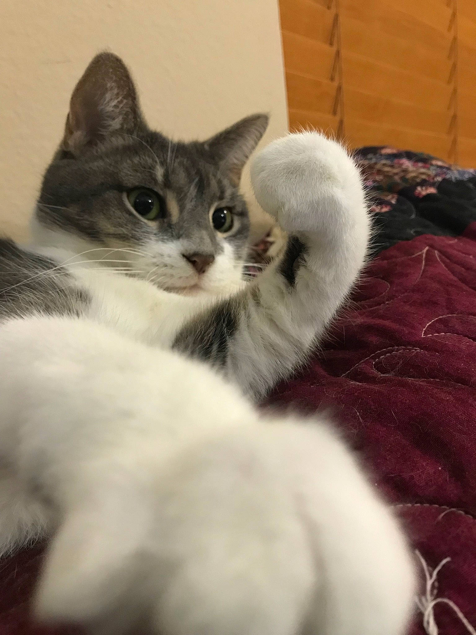 Star joined the competition — help win amazing prizes! aegean_cat, american_curl, american_shorthair, american_wirehair, asian, burmilla, carnivore, cat, domestic_short_haired_cat, felidae, kitten, mammal, polydactyl_cat, small_to_medium_sized_cats, vertebrate, whiskers