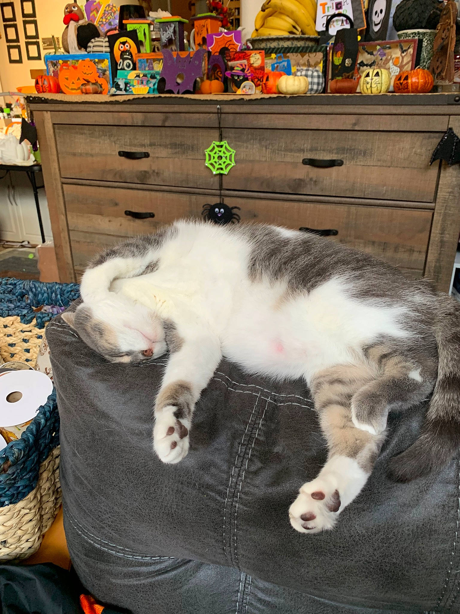 Star joined the competition — help win amazing prizes! aegean_cat, asian, carnivore, cat, domestic_short_haired_cat, european_shorthair, felidae, fur, kitten, paw, small_to_medium_sized_cats, tail, whiskers