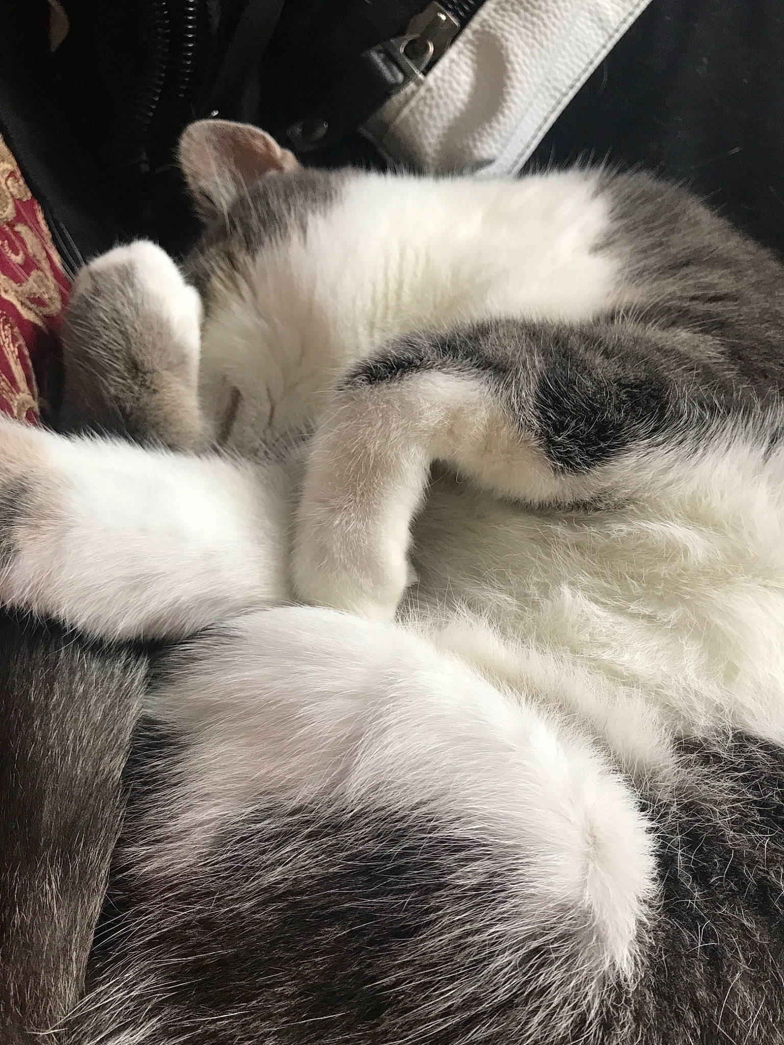 Star joined the competition — help win amazing prizes! black_and_white, carnivore, cat, claw, cloud, ear, eye, felidae, fur, kitten, monochrome, nap, paw, polydactyl_cat, skin, sky, sleep, small_to_medium_sized_cats, tail, whiskers