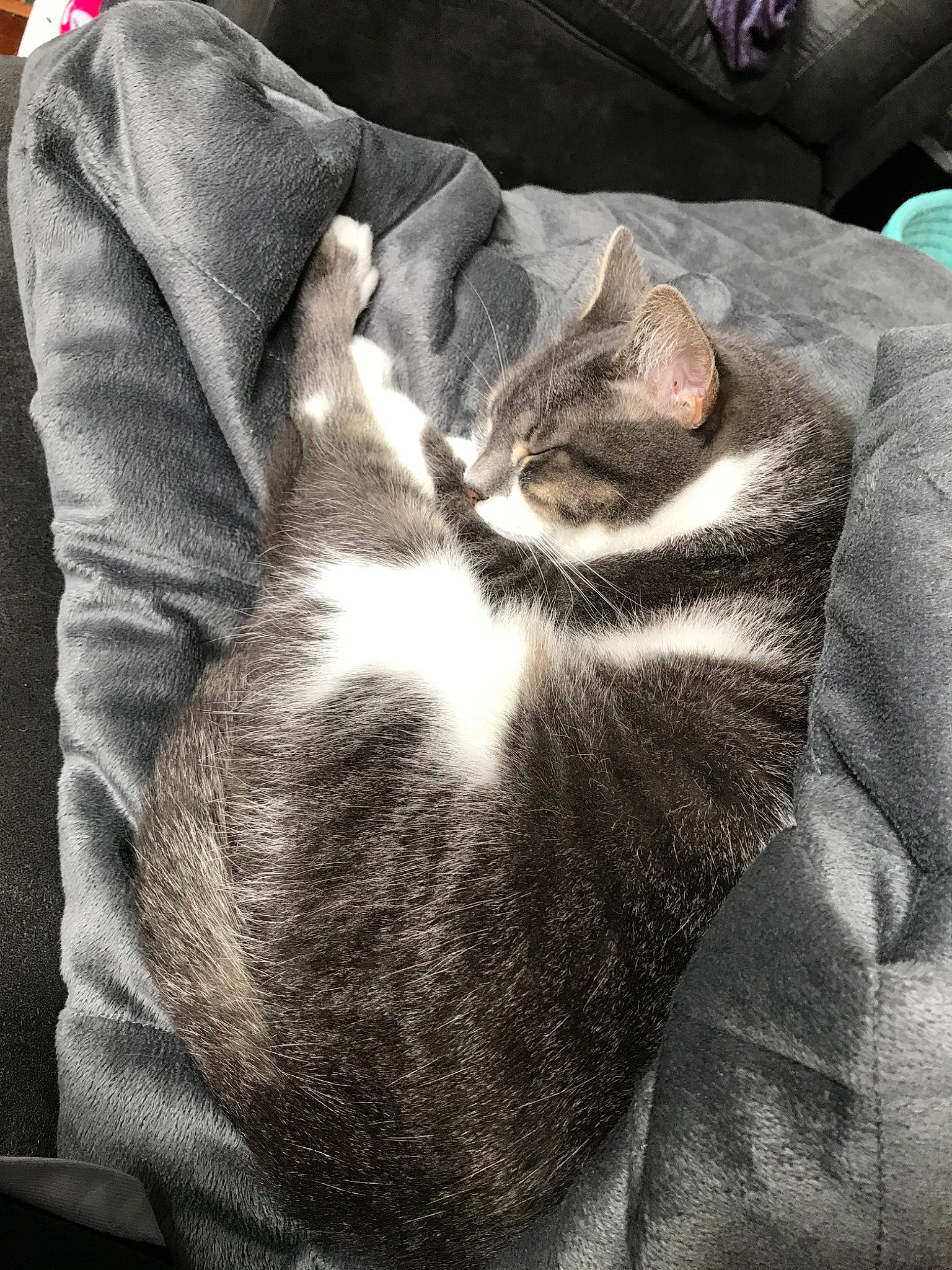 Star joined the competition — help win amazing prizes! american_wirehair, asian, carnivore, cat, domestic_short_haired_cat, dragon_li, ear, european_shorthair, felidae, fur, german_rex, kitten, paw, small_to_medium_sized_cats, snout, tabby_cat, whiskers