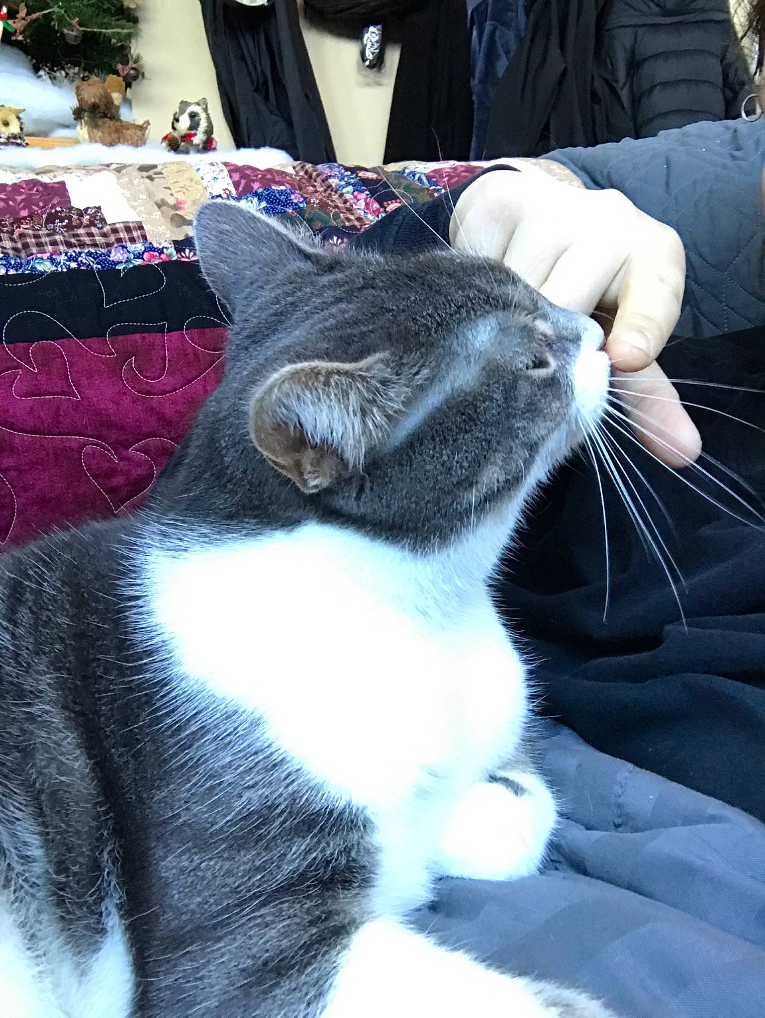 Star is registered to the contest to win money with this photo: american_wirehair, asian, carnivore, cat, domestic_short_haired_cat, ear, felidae, fur, mammal, polydactyl_cat, small_to_medium_sized_cats, snout, whiskers