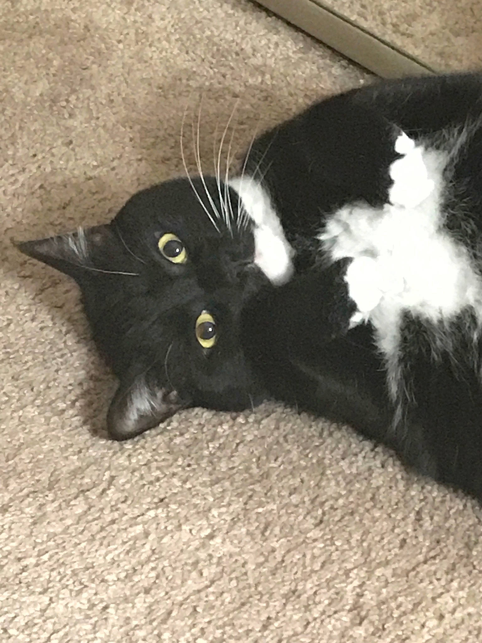 Knuckles joined the competition — help win amazing prizes! black, black_cat, bombay, carnivore, cat, claw, domestic_long_haired_cat, domestic_short_haired_cat, european_shorthair, felidae, fur, kitten, polydactyl_cat, small_to_medium_sized_cats, tail, whiskers