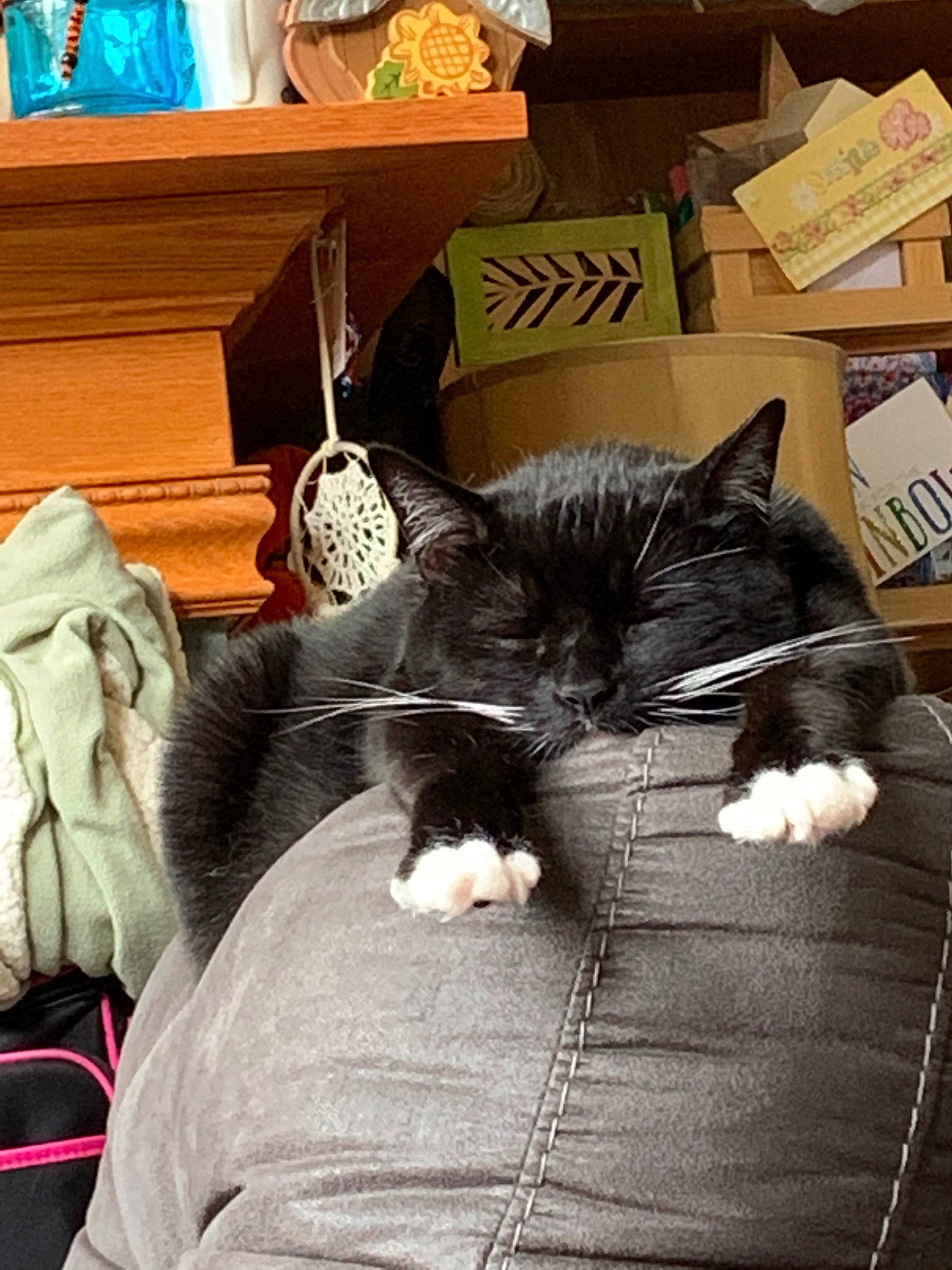 Knuckles joined the competition — help win amazing prizes! american_shorthair, asian, black_cat, carnivore, cat, domestic_short_haired_cat, ear, felidae, kitten, lap, nap, sleep, small_to_medium_sized_cats, whiskers