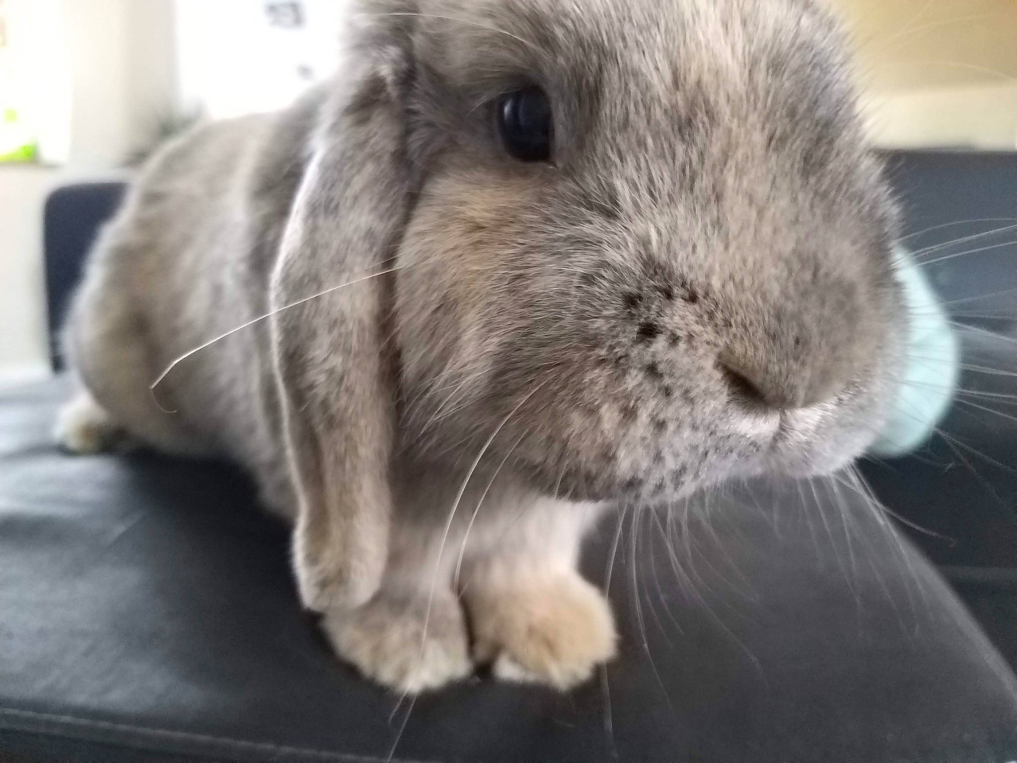 Lapinou a rejoint le concours — aidez-le/la à gagner de superbes lots ! domestic_rabbit, ear, fawn, hare, mammal, rabbit, rabbits_and_hares, snout, vertebrate, whiskers