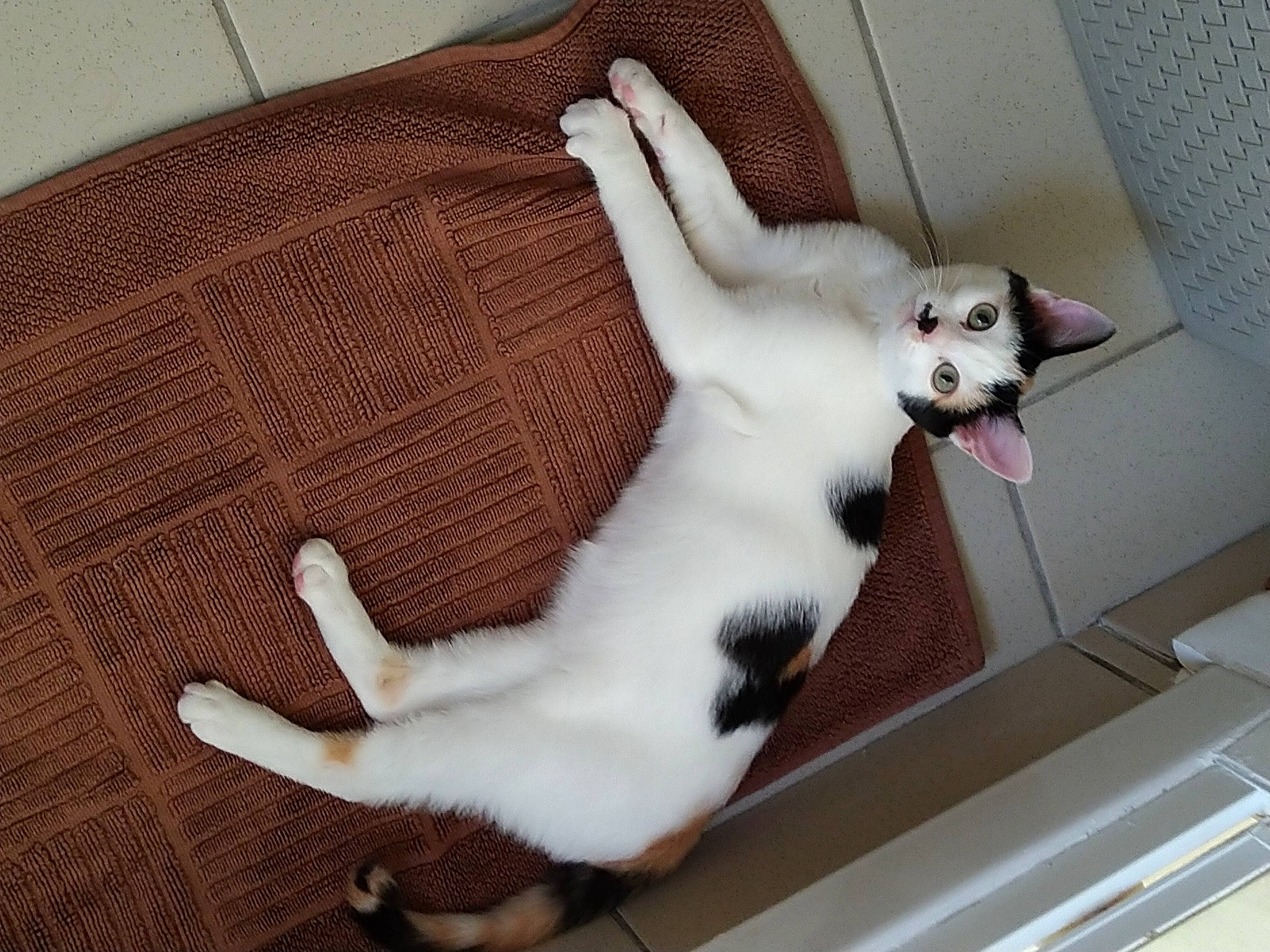 Nina participe au concours pour gagner de l'argent avec cette photo : canidae, carnivore, cat, cat_supply, claw, comfort, companion_dog, dog_breed, domestic_short_haired_cat, fawn, felidae, fur, hardwood, paw, pet_supply, small_to_medium_sized_cats, snout, tail, whiskers, wood