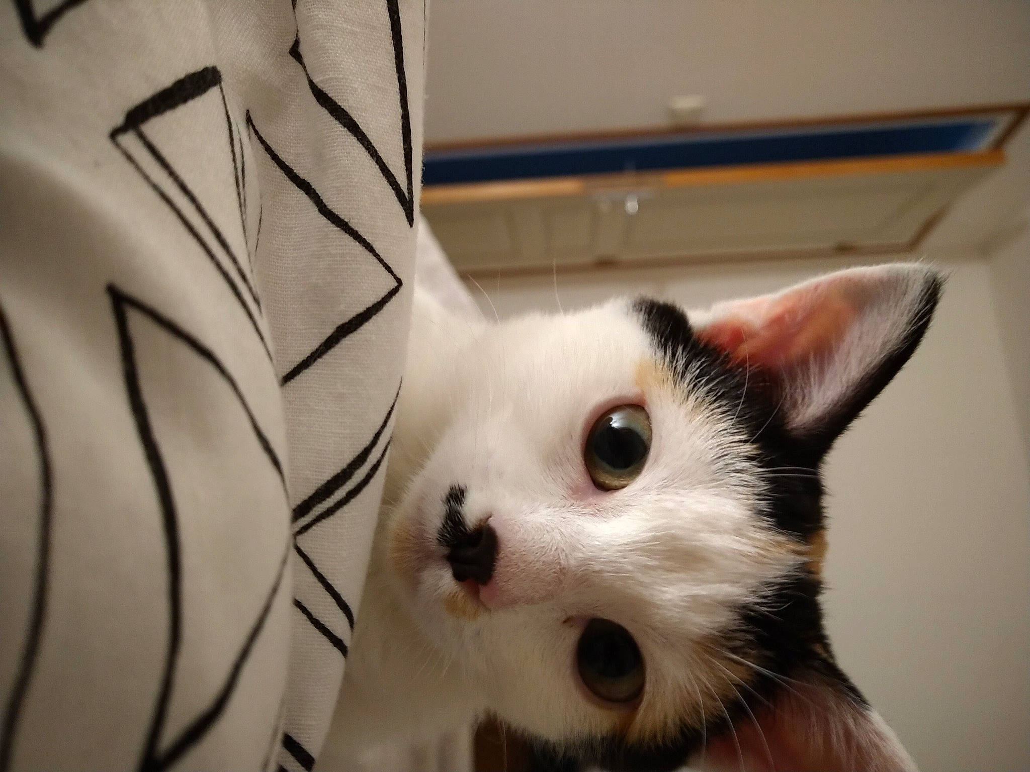 Nina a rejoint le concours — aidez-le/la à gagner de superbes lots ! carnivore, cat, domestic_short_haired_cat, ear, felidae, fur, small_to_medium_sized_cats, snout, symmetry, whiskers