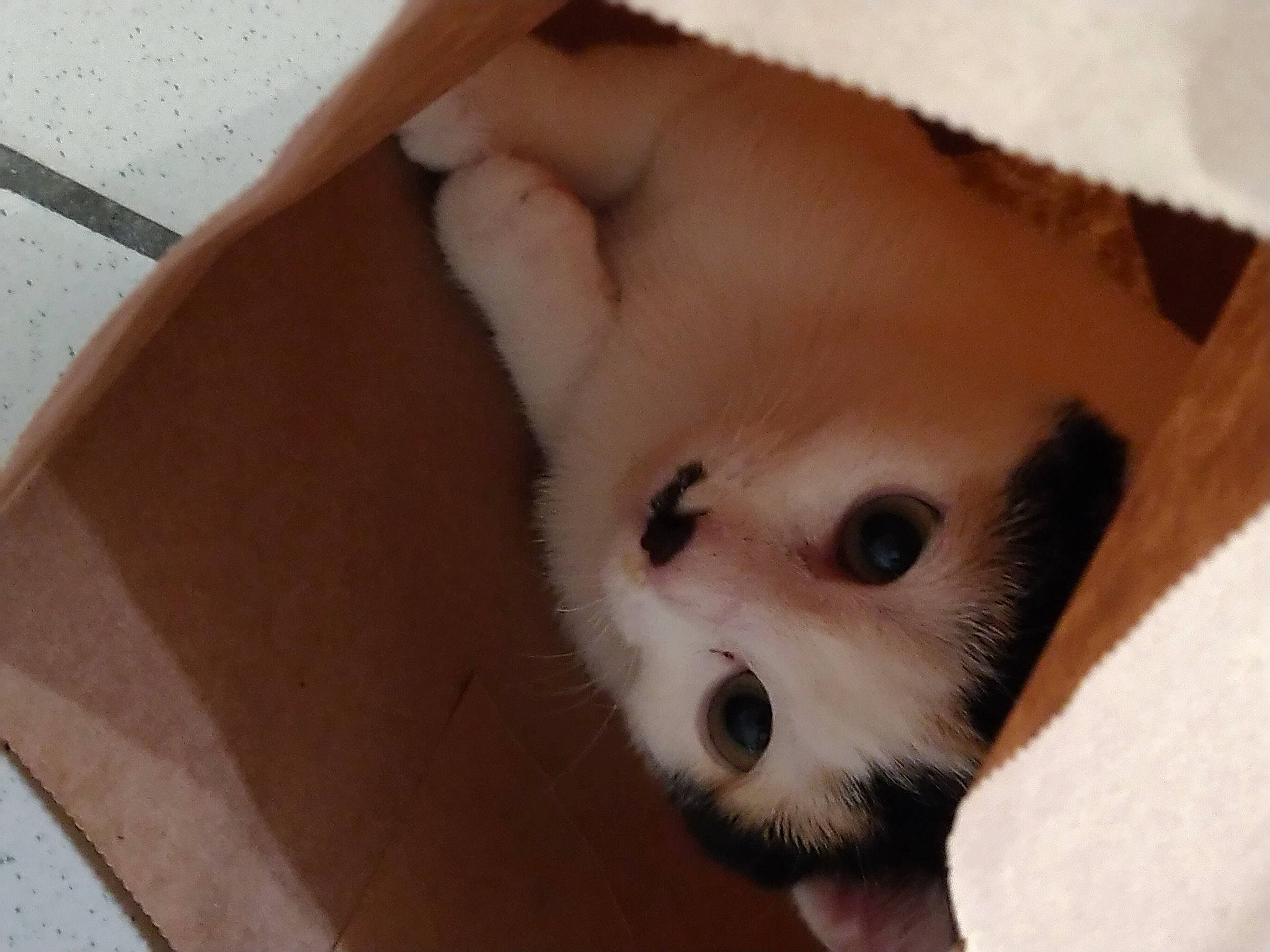 Nina participe au concours pour gagner de l'argent avec cette photo : carnivore, companion_dog, dog, dog_breed, dog_supply, ear, eyelash, fawn, foot, fur, pet_supply, red_panda, snout, spitz, sporting_group, terrestrial_animal, volpino_italiano, whiskers, wood, working_animal