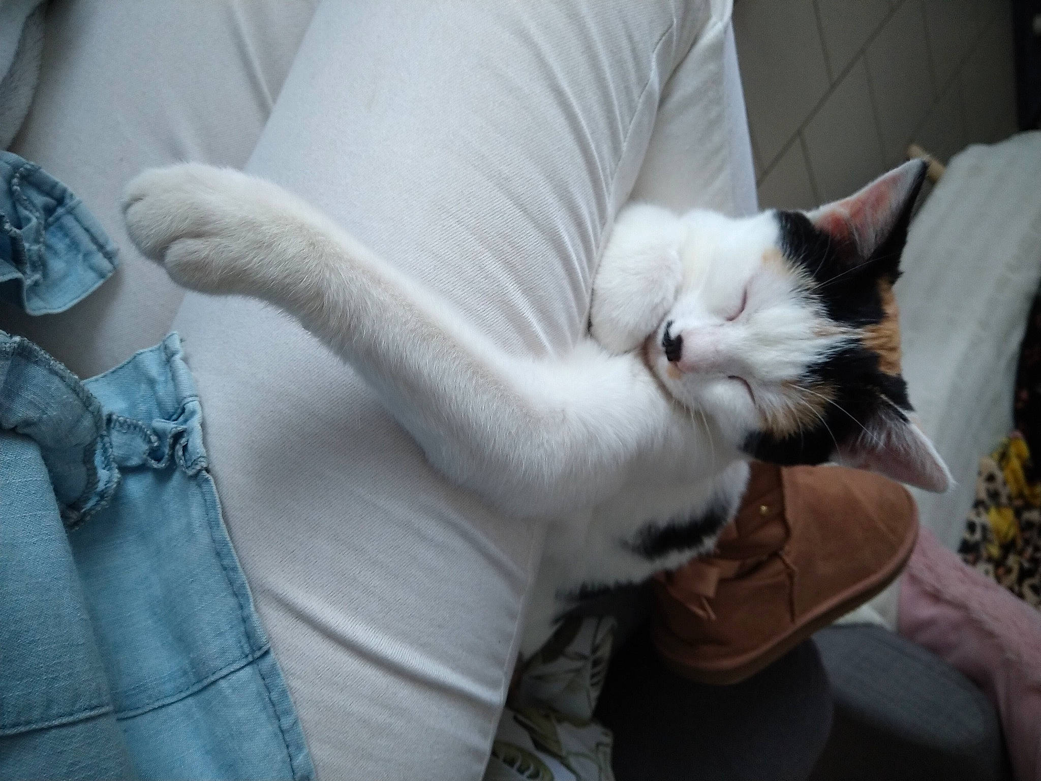 Nina a rejoint le concours — aidez-le/la à gagner de superbes lots ! carnivore, cat, claw, comfort, domestic_short_haired_cat, eye, felidae, fur, gesture, grey, human_leg, linens, nail, nap, paw, sleeve, small_to_medium_sized_cats, snout, tail, whiskers