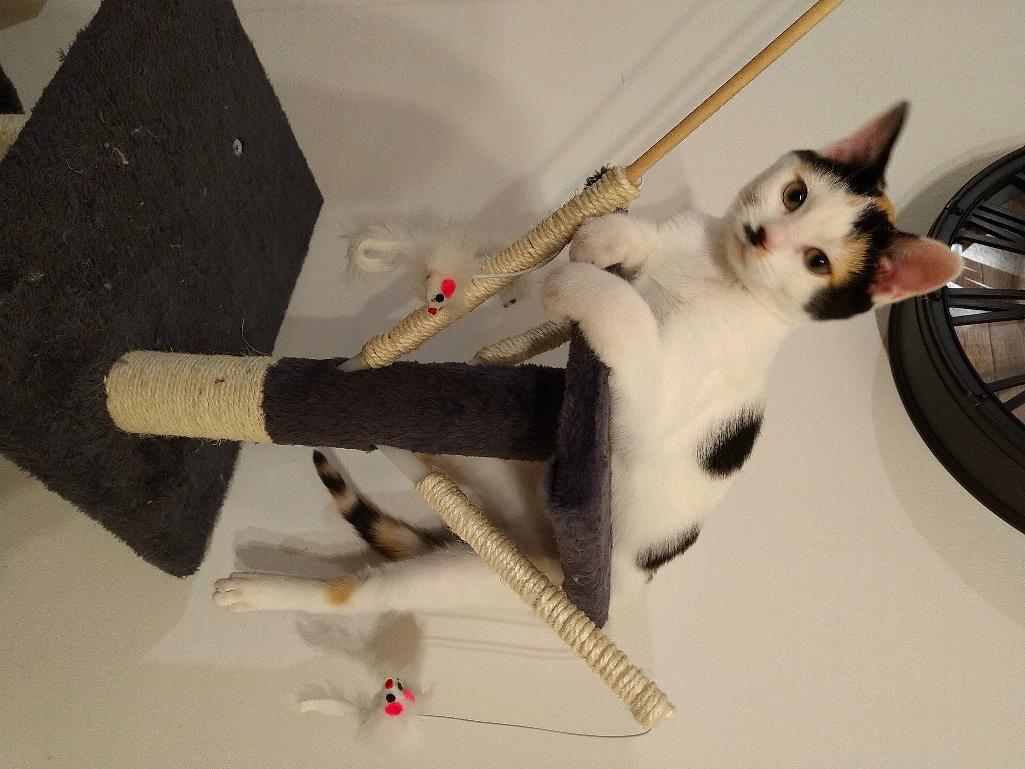 Nina participe au concours pour gagner de l'argent avec cette photo : art, automotive_tire, bicycle_tire, carnivore, cat, companion_dog, domestic_short_haired_cat, felidae, fur, paint, paw, rim, small_to_medium_sized_cats, spoke, tail, tire, visual_arts, wheel, whiskers, wood