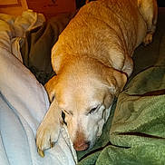 Kenza a rejoint le concours — aidez-le/la à gagner de superbes lots ! dog, golden_retriever, sleeping, blanket, bed, indoor, cozy, pet, fur, resting, animal, paw, nose, warm, comfort, home, relaxation, canine, laying_down, domestic