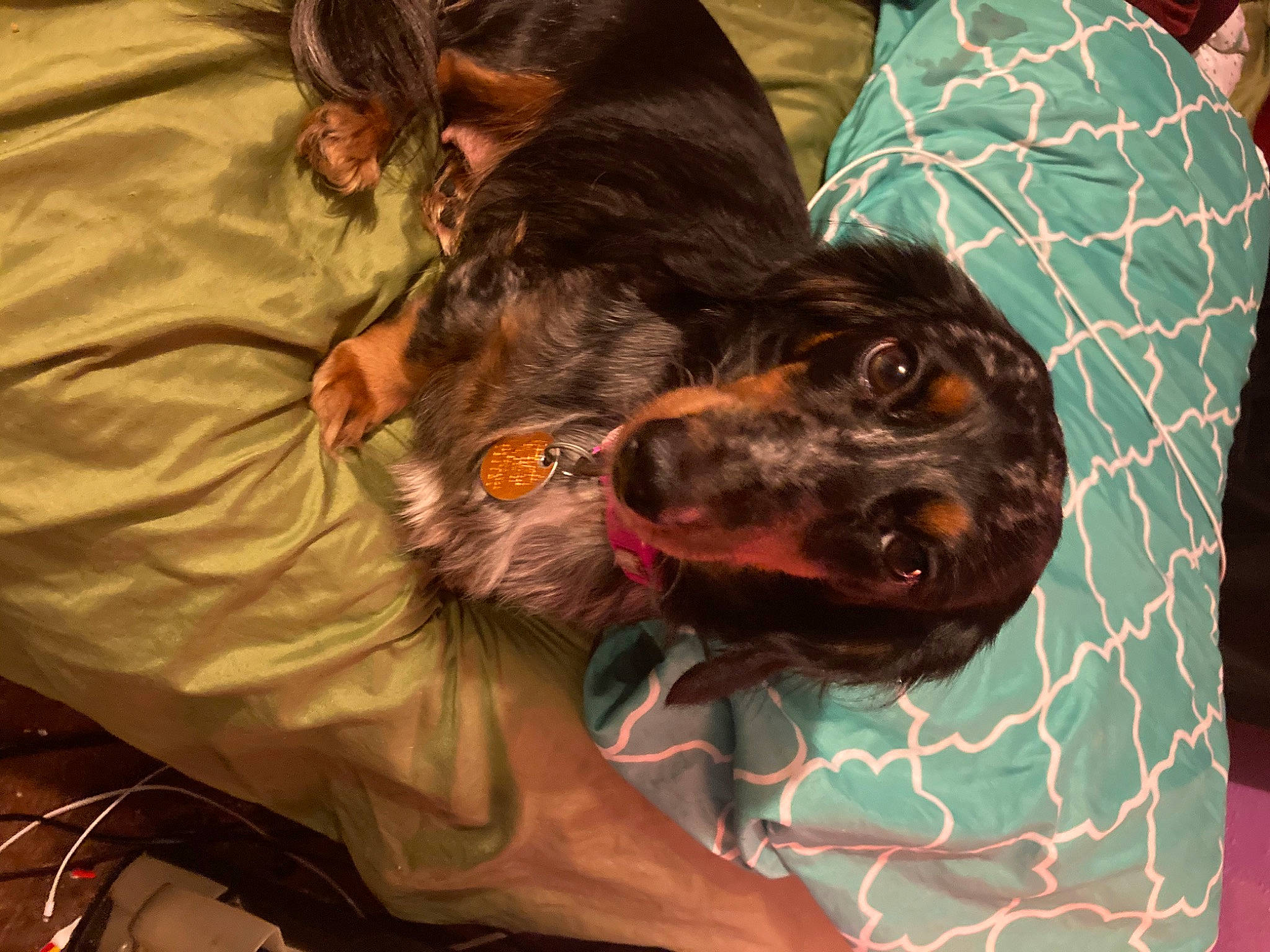 Stardust joined the competition — help win amazing prizes! blue_picardy_spaniel, boykin_spaniel, canidae, carnivore, dog, dog_breed, english_cocker_spaniel, french_spaniel, german_longhaired_pointer, german_spaniel, gordon_setter, hunting_dog, retriever, russian_spaniel, setter, small_munsterlander, spaniel, sporting_group