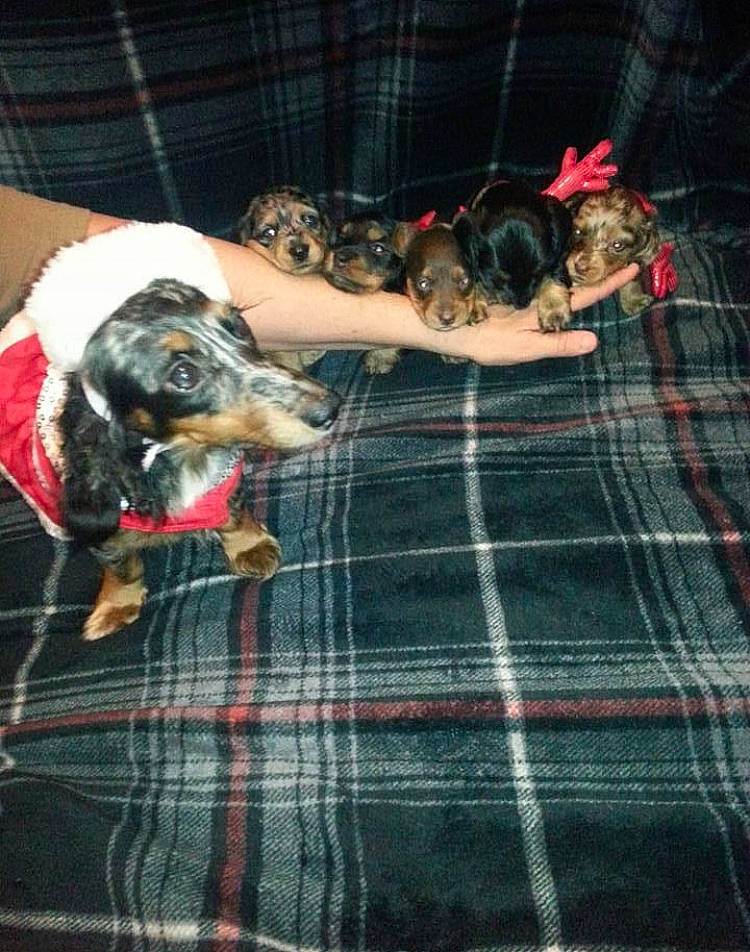 Stardust joined the competition — help win amazing prizes! canidae, carnivore, companion_dog, dachshund, design, dog, dog_breed, pattern, plaid, tartan