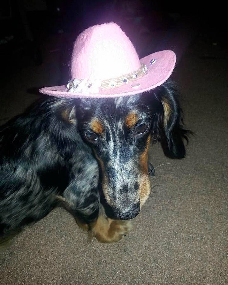Stardust is registered to the contest to win money with this photo: canidae, carnivore, dog, dog_breed, fashion_accessory, fedora, hat, headgear, puppy, sombrero, sporting_group, sun_hat