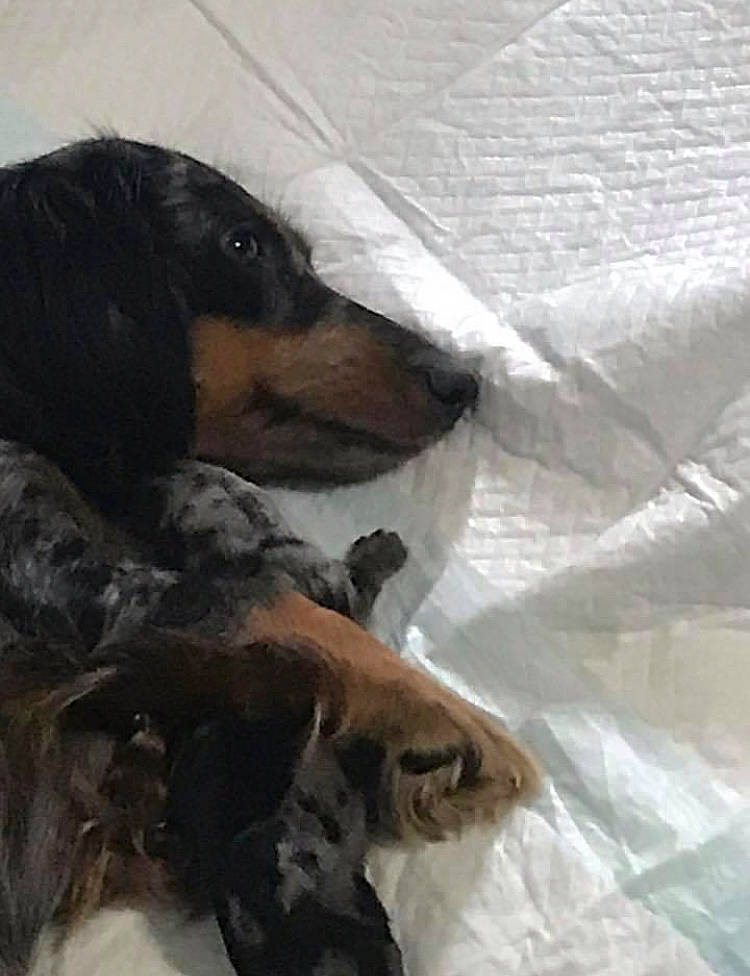 Stardust is registered to the contest to win money with this photo: canidae, carnivore, companion_dog, dog, dog_breed, gordon_setter, guard_dog, sporting_group