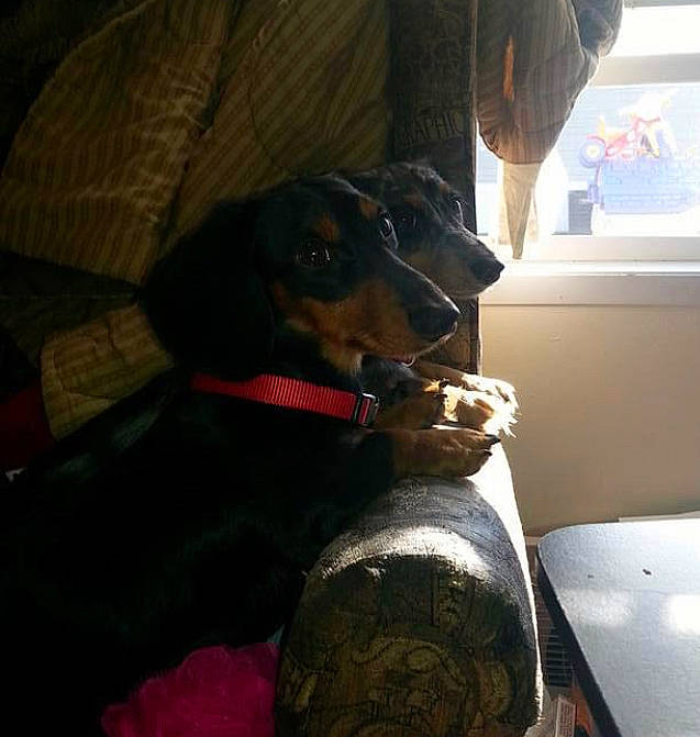 Stardust is registered to the contest to win money with this photo: austrian_black_and_tan_hound, canidae, carnivore, dobermann, dog, dog_breed, ear, guard_dog, jagdterrier, manchester_terrier, pinscher, rottweiler, snout, sporting_group, working_dog