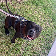 Koba joined the competition — help win amazing prizes! dog, black_dog, harness, leash, grass, sidewalk, pet, canine, outdoor, happy, excited, animal, walking, friendly, muzzle, ears, tail, nature, daylight, playful