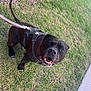 dog, black_dog, harness, leash, grass, sidewalk, pet, canine, outdoor, happy, excited, animal, walking, friendly, muzzle, ears, tail, nature, daylight, playful