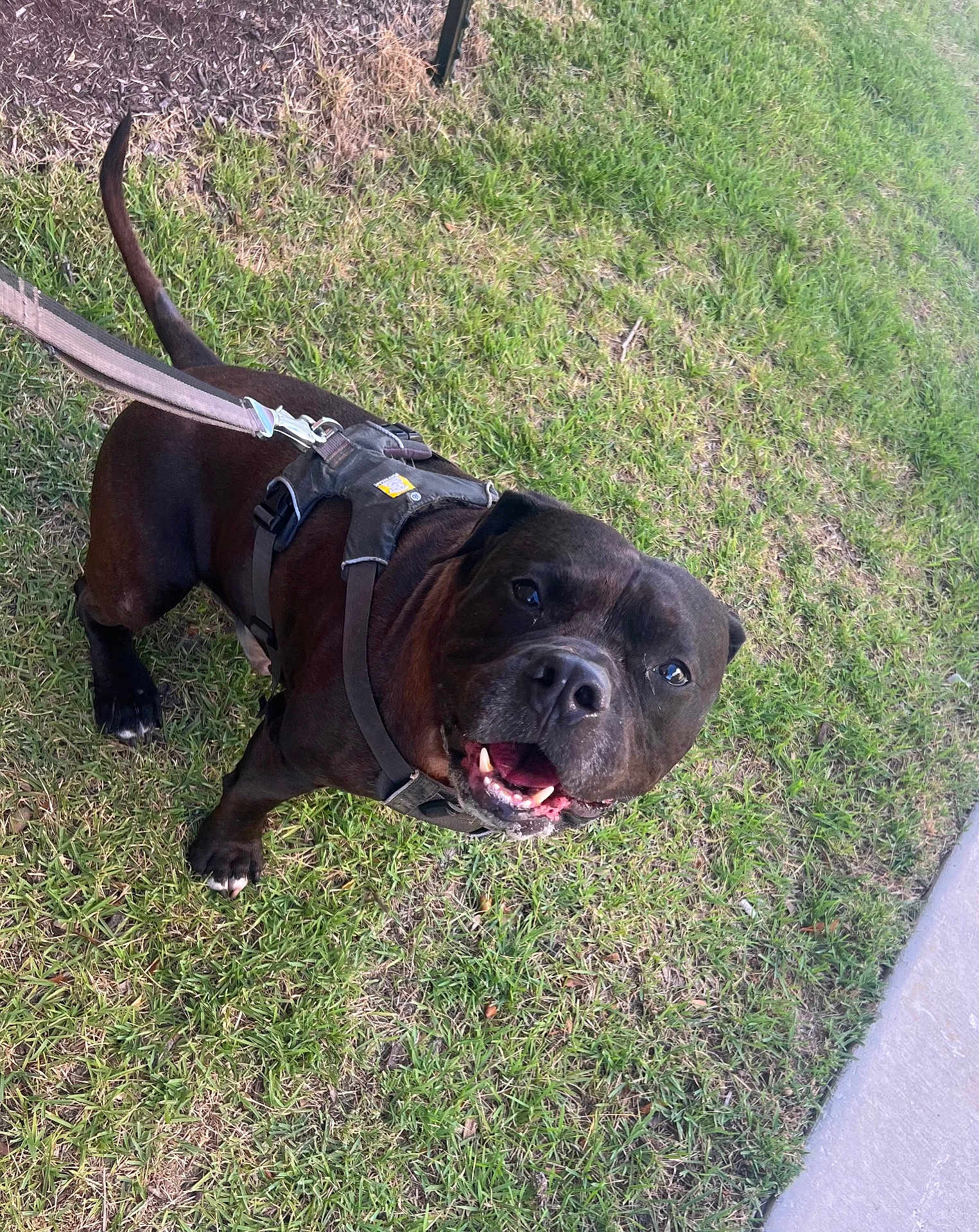Koba