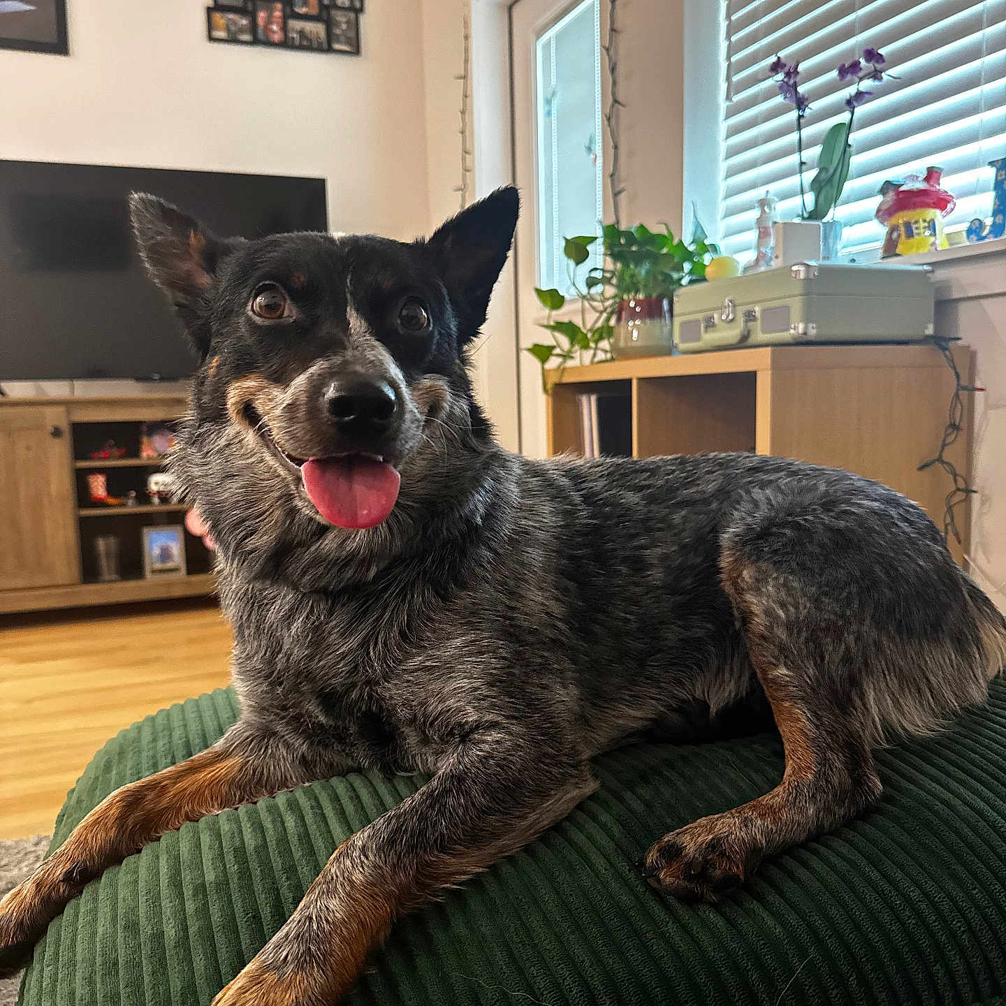 Ringo