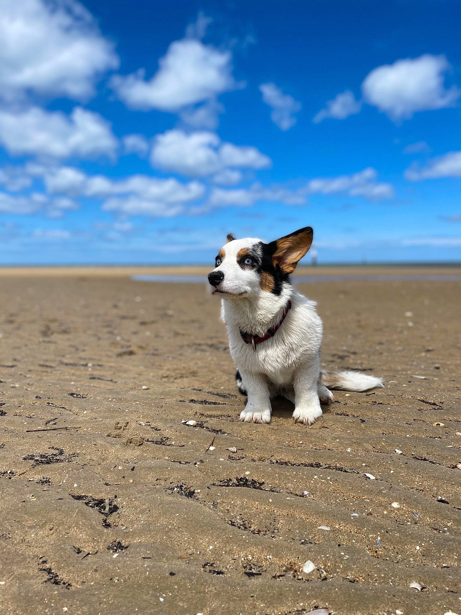 Rey participe au concours pour gagner de l'argent avec cette photo : aeolian_landform, canidae, carnivore, cloud, companion_dog, cumulus, dog, dog_breed, horizon, jumping, landscape, ocean, sand, seabird, sky, soil, sporting_group, tail, walking, wildlife