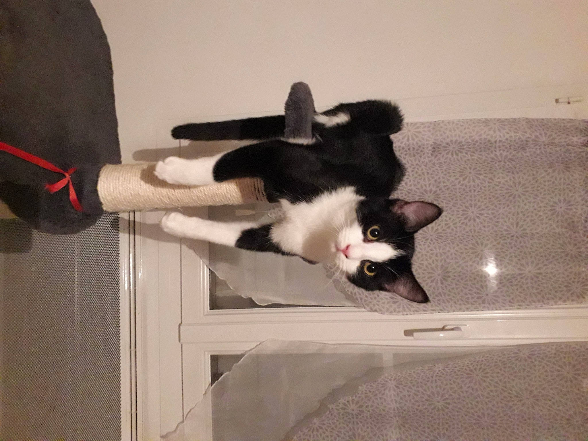 Kimi a rejoint le concours — aidez-le/la à gagner de superbes lots ! carnivore, cat, domestic_short_haired_cat, felidae, fur, paw, small_to_medium_sized_cats, sock, tail, tights, tongue, vertebrate, whiskers