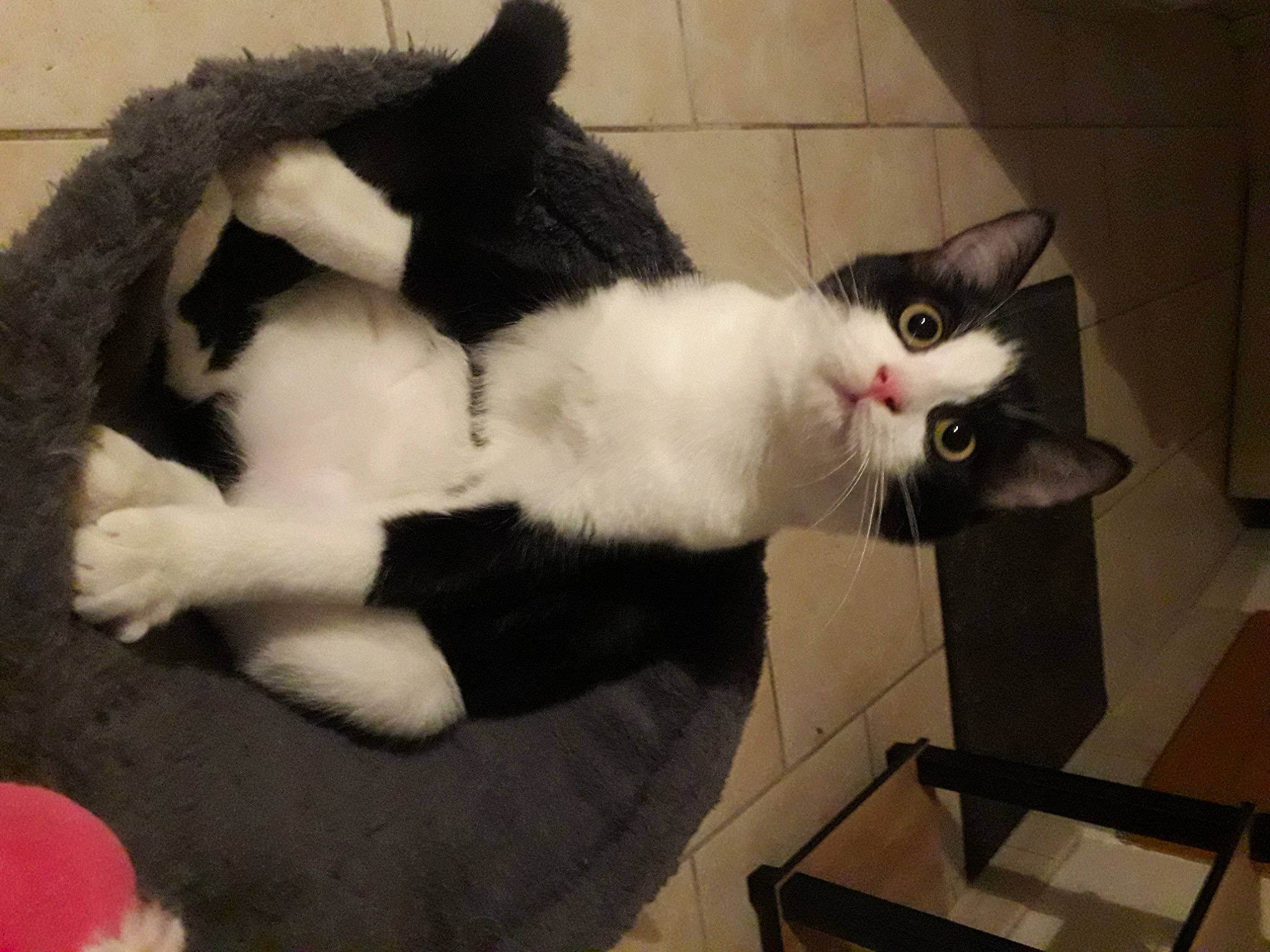 Kimi participe au concours pour gagner de l'argent avec cette photo : carnivore, cat, domestic_short_haired_cat, felidae, fur, laminate_flooring, natural_material, pet_supply, plush, small_to_medium_sized_cats, snout, tail, terrestrial_animal, tile, vertebrate, whiskers