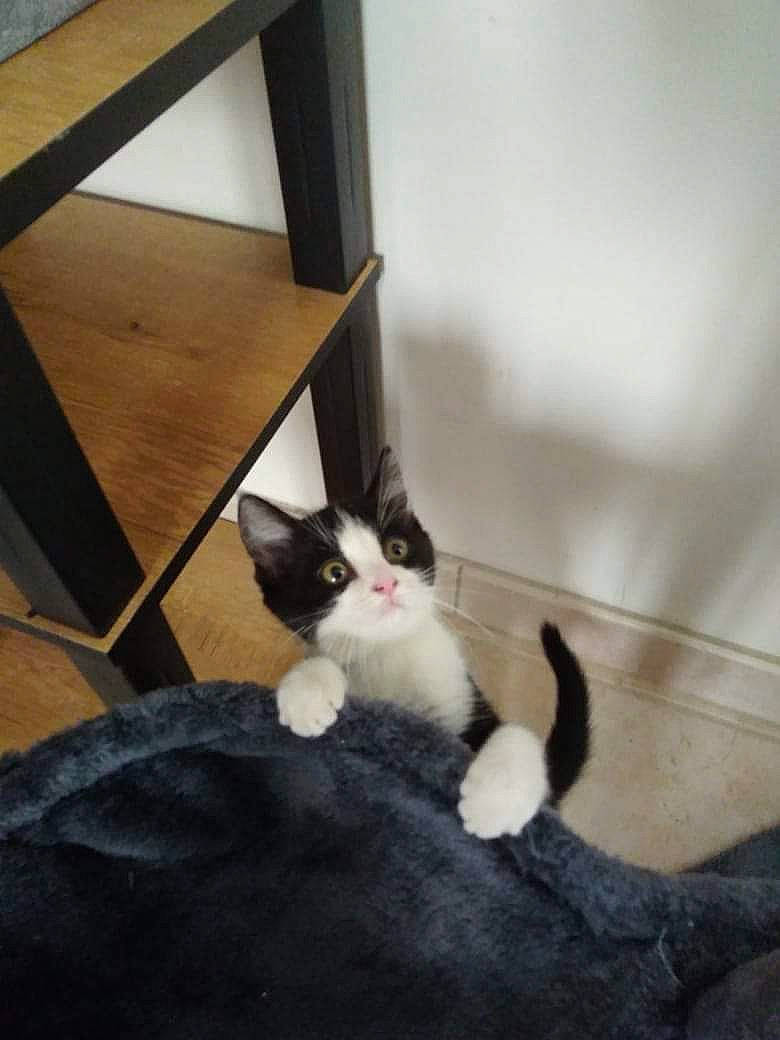 Kimi participe au concours pour gagner de l'argent avec cette photo : carnivore, cat, comfort, domestic_short_haired_cat, felidae, fur, plywood, small_to_medium_sized_cats, tail, terrestrial_animal, varnish, vertebrate, whiskers, wood, wood_stain