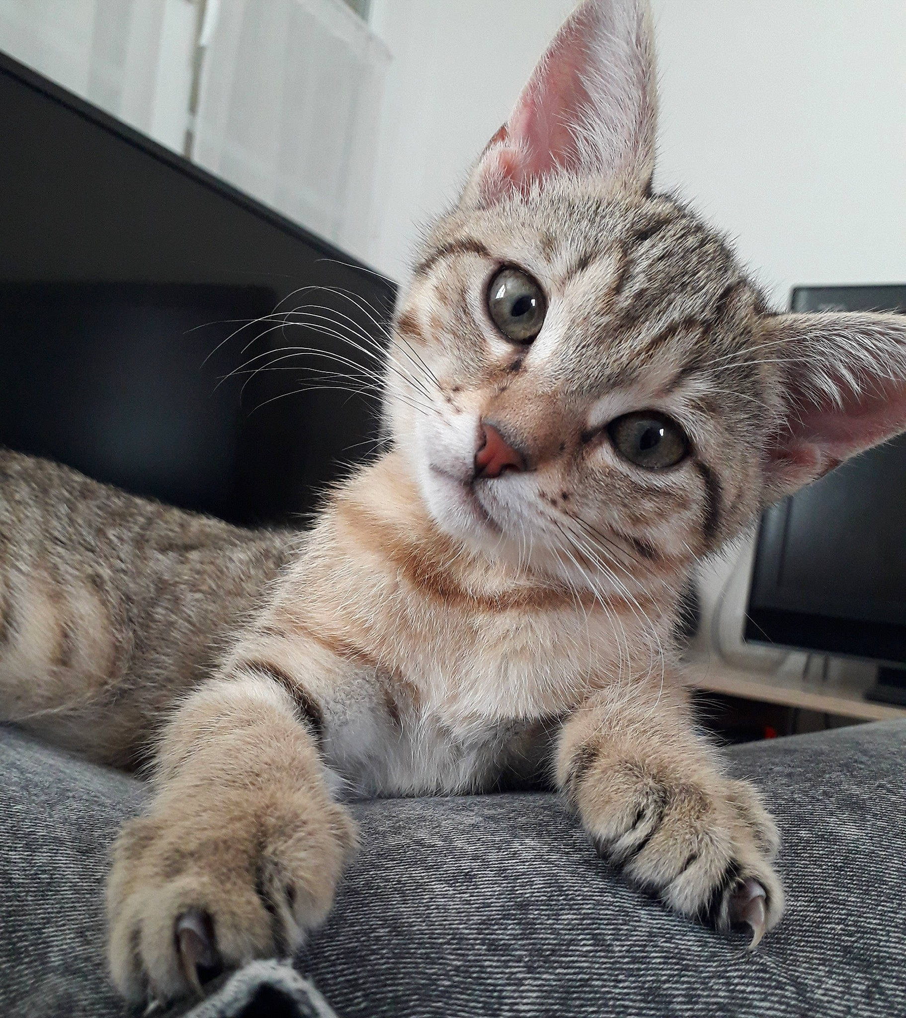 Zira a rejoint le concours — aidez-le/la à gagner de superbes lots ! carnivore, cat, claw, curious, domestic_short_haired_cat, fawn, felidae, foot, fur, kitten, paw, pet_supply, small_to_medium_sized_cats, snout, tabby_cat, toe, vertebrate, whiskers