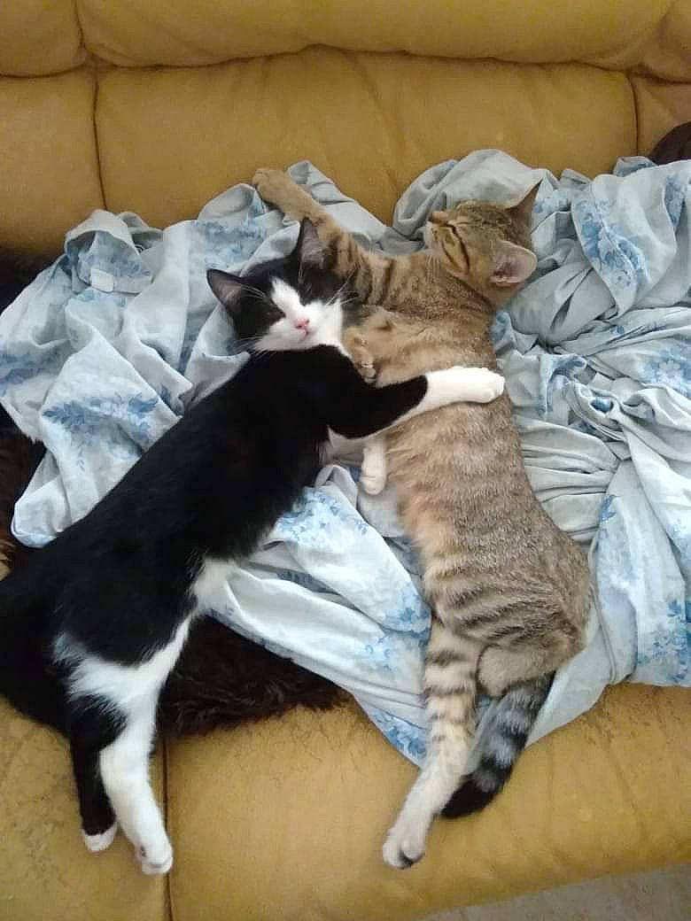 Zira a rejoint le concours — aidez-le/la à gagner de superbes lots ! carnivore, cat, comfort, domestic_short_haired_cat, felidae, fur, linens, mammal, nap, paw, sleep, small_to_medium_sized_cats, tail, terrestrial_animal, vertebrate, whiskers