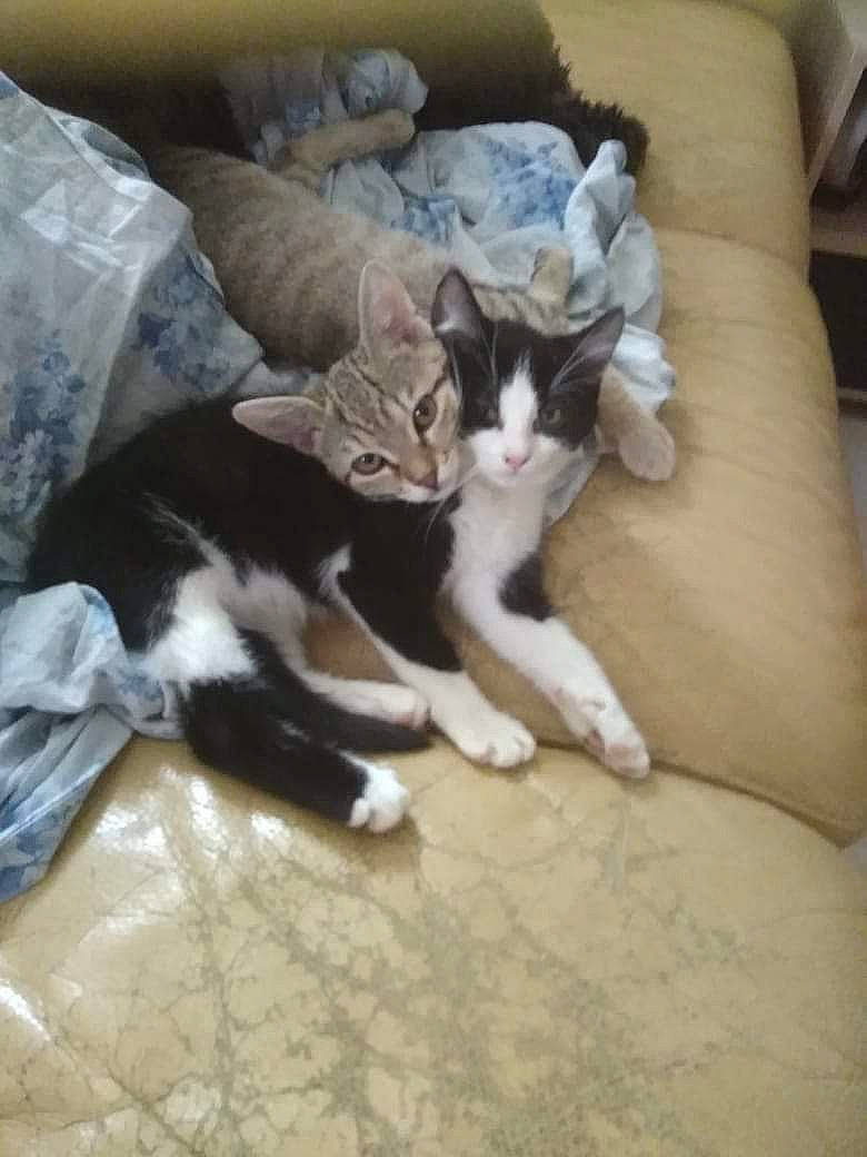 Zira participe au concours pour gagner de l'argent avec cette photo : carnivore, cat, comfort, couch, domestic_short_haired_cat, felidae, fur, linens, living_room, paw, pet_supply, pillow, slipcover, small_to_medium_sized_cats, studio_couch, tail, vertebrate, whiskers