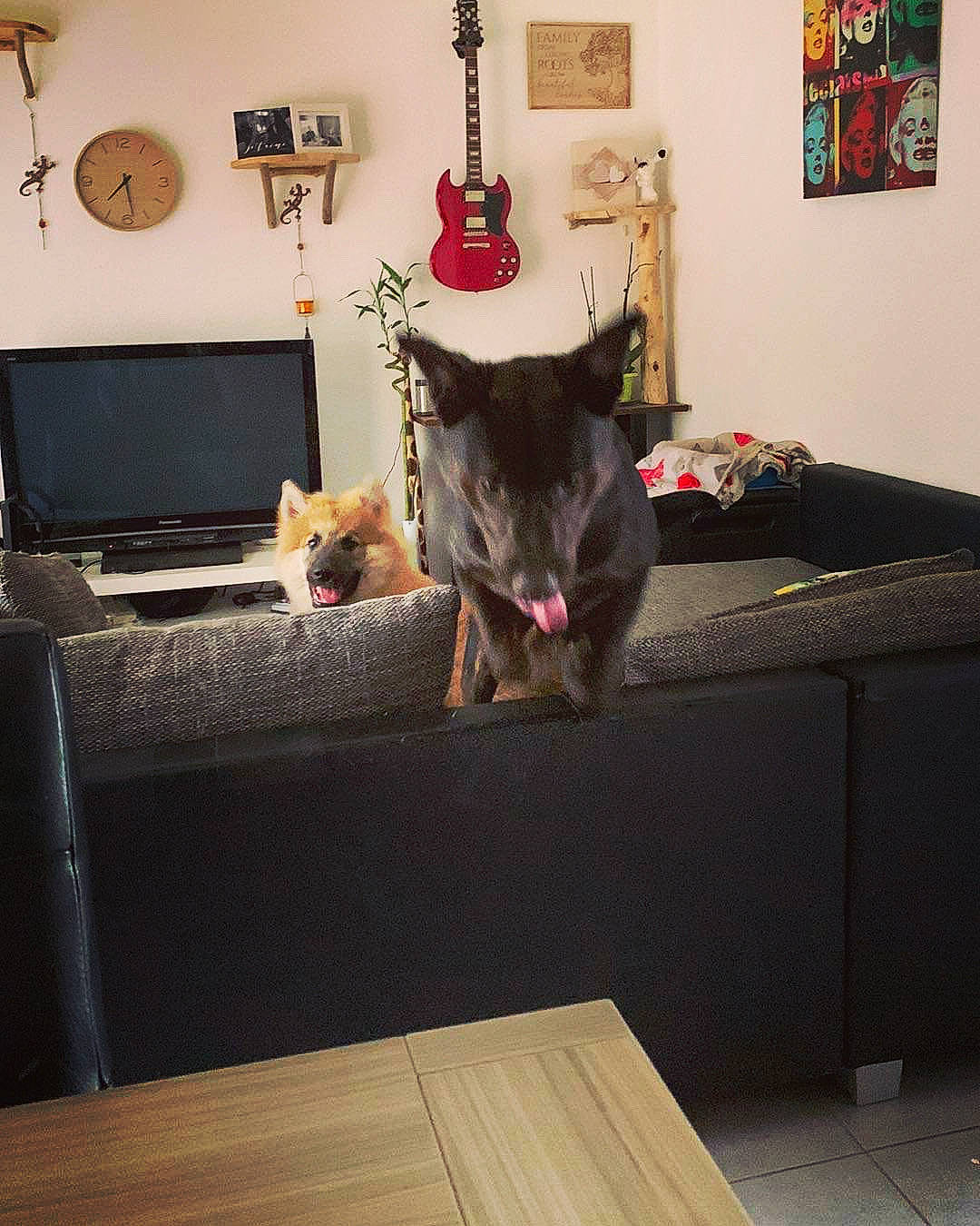 Gohan participe au concours pour gagner de l'argent avec cette photo : carnivore, cat, comfort, couch, felidae, floor, flooring, grey, hardwood, house, interior_design, laptop, living_room, picture_frame, room, small_to_medium_sized_cats, table, tail, whiskers, wood