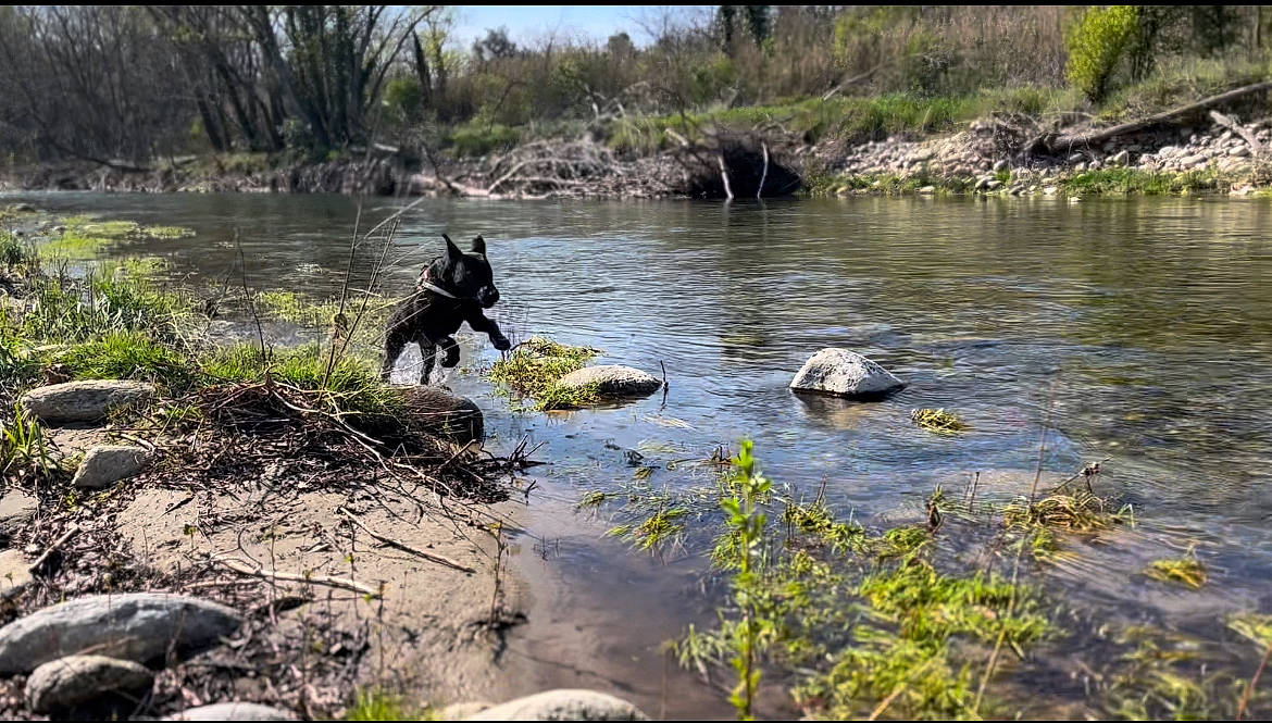 Gohan participe au concours pour gagner de l'argent avec cette photo : bank, carnivore, creek, dog, dog_breed, fluvial_landforms_of_streams, forest, grass, lake, natural_landscape, plant, riparian_zone, stream, tidal_marsh, tree, water, watercourse, wetland, wood, working_animal