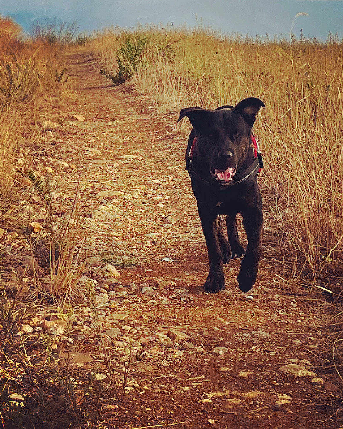 Gohan a rejoint le concours — aidez-le/la à gagner de superbes lots ! canidae, carnivore, companion_dog, dog, dog_breed, fawn, field, grass, grassland, landscape, plant, prairie, shadow, sky, snout, soil, sporting_group, tail, terrestrial_animal, working_animal