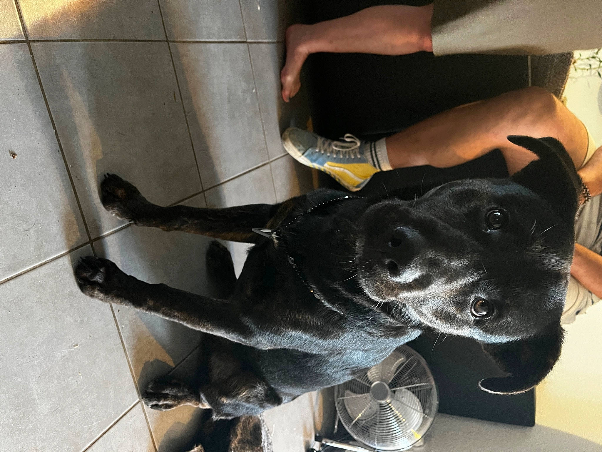 Gohan participe au concours pour gagner de l'argent avec cette photo : canidae, carnivore, collar, companion_dog, dog, dog_breed, dog_collar, fawn, flooring, foot, fur, human_leg, leash, leg, pet_supply, snout, sporting_group, tail, thigh, working_animal