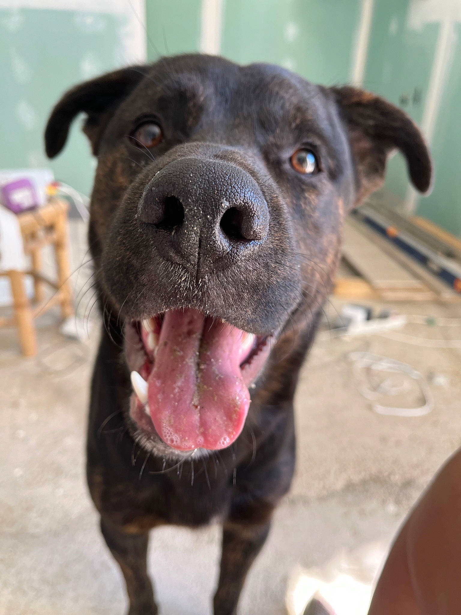 Gohan a rejoint le concours — aidez-le/la à gagner de superbes lots ! canidae, carnivore, collar, companion_dog, dog, dog_breed, fawn, fur, non_sporting_group, snout, sporting_group, terrestrial_animal, whiskers, working_animal