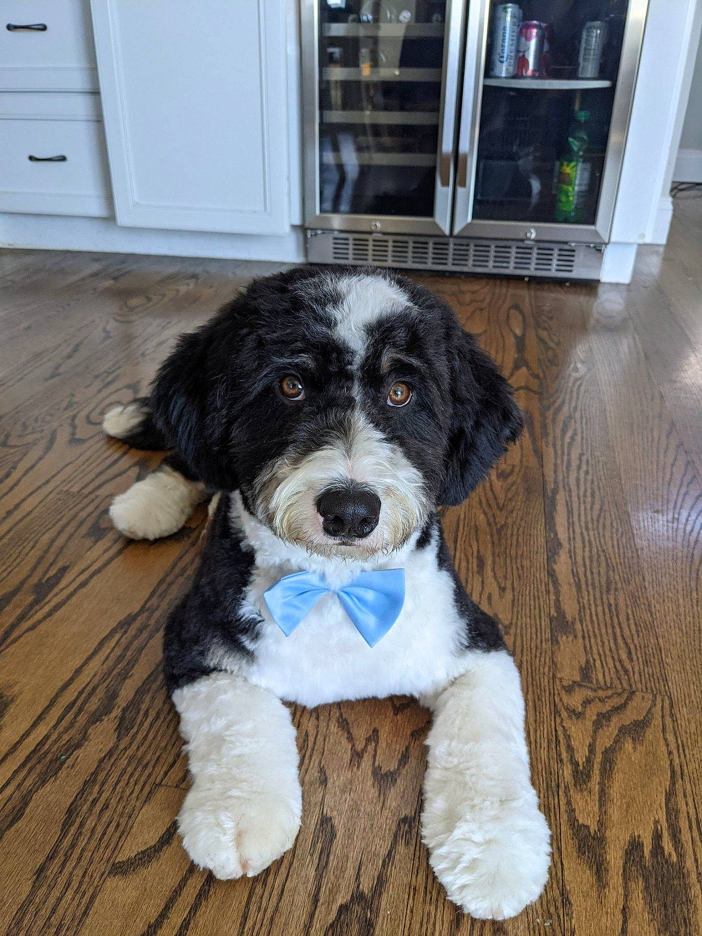 Loki joined the competition — help win amazing prizes! bored, cabinetry, canidae, carnivore, companion_dog, dog, dog_breed, door, flooring, fur, hardwood, puppy, snout, sporting_group, varnish, wood, wood_flooring, wood_stain, working_animal, working_dog