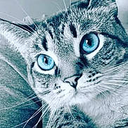 Shamrock is registered to the contest to win money with this photo: alert, animal, blue_eyes, cat, close_up, cute, domestic_cat, face, feline, focused, fur, gray_fur, indoor, looking, mammal, pet, portrait, soft_light, tabby, whiskers