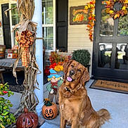 Marley is registered to the contest to win money with this photo: dog, golden_retriever, porch, pumpkin, scarecrow, fall_decor, autumn, wreath, door, plants, smiling_dog, outdoor, seasonal, decorations, concrete, house, front_porch, holiday, festive, leaf