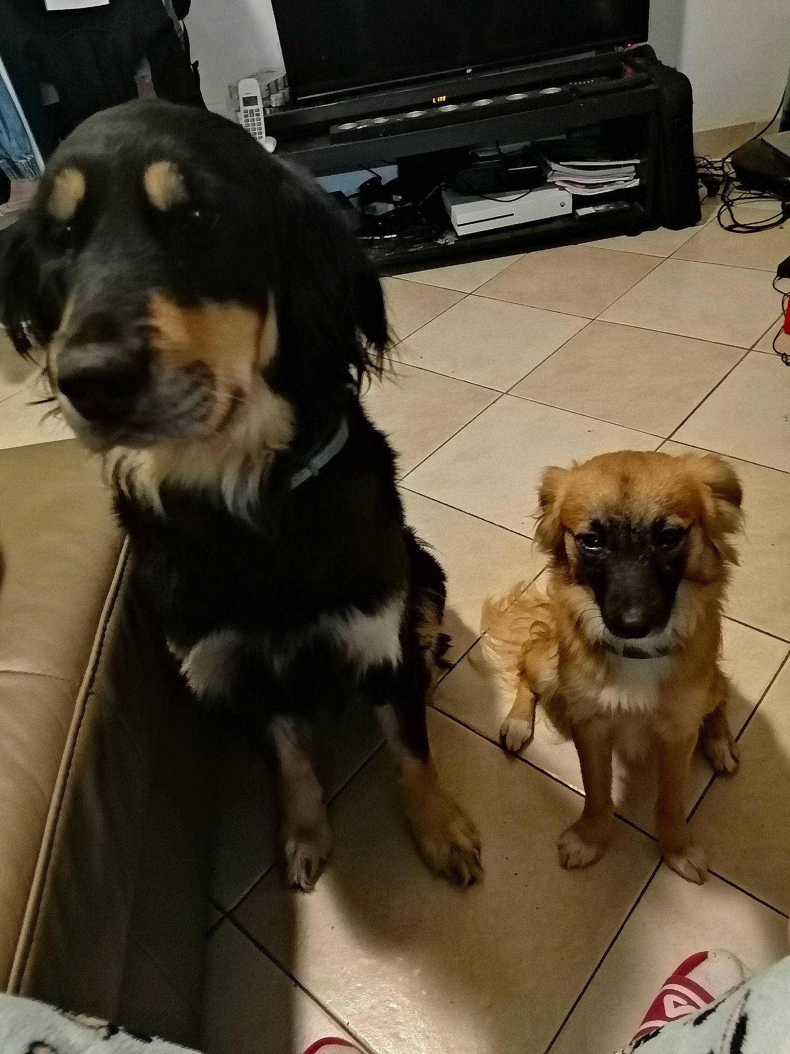 Rocky participe au concours pour gagner de l'argent avec cette photo : canidae, carnivore, companion_dog, dog, dog_breed, hovawart, mammal, puppy, small_greek_domestic_dog, snout, sporting_group, working_dog