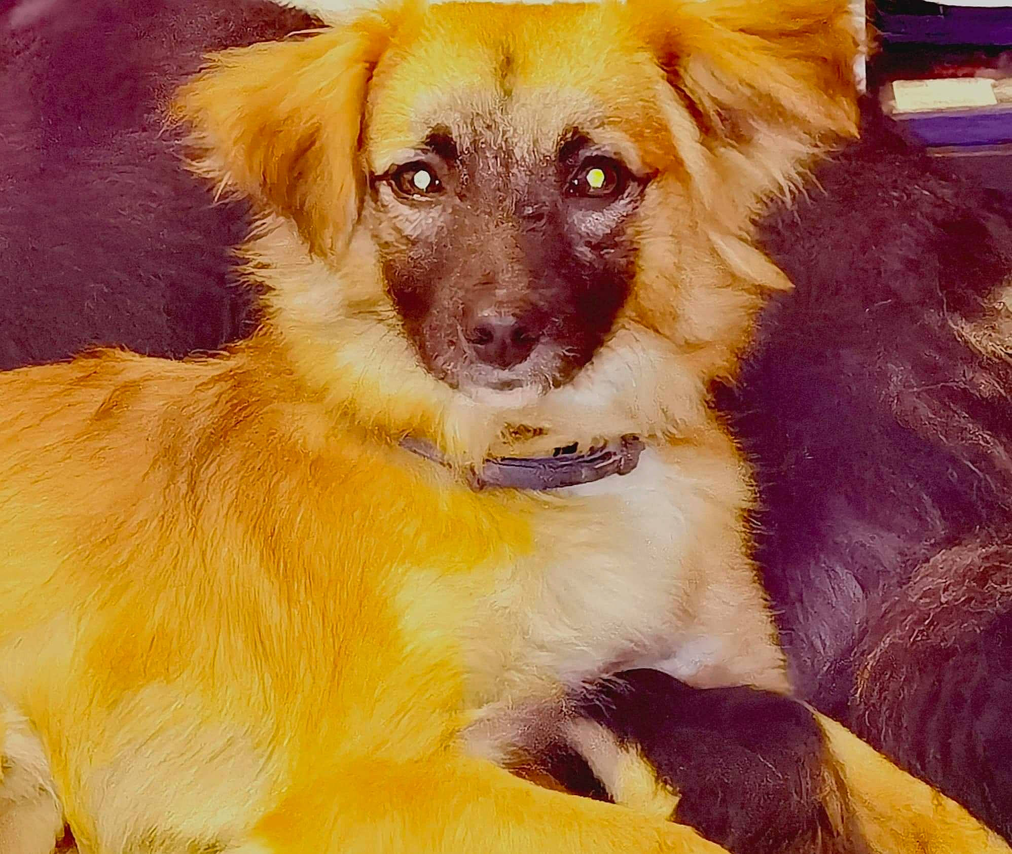 Rocky participe au concours pour gagner de l'argent avec cette photo : aidi, basque_shepherd_dog, canidae, carnivore, companion_dog, dog, dog_breed, eye, fawn, fur, mammal, puppy, rare_breed_dog, small_greek_domestic_dog, snout, sporting_group, street_dog, whiskers