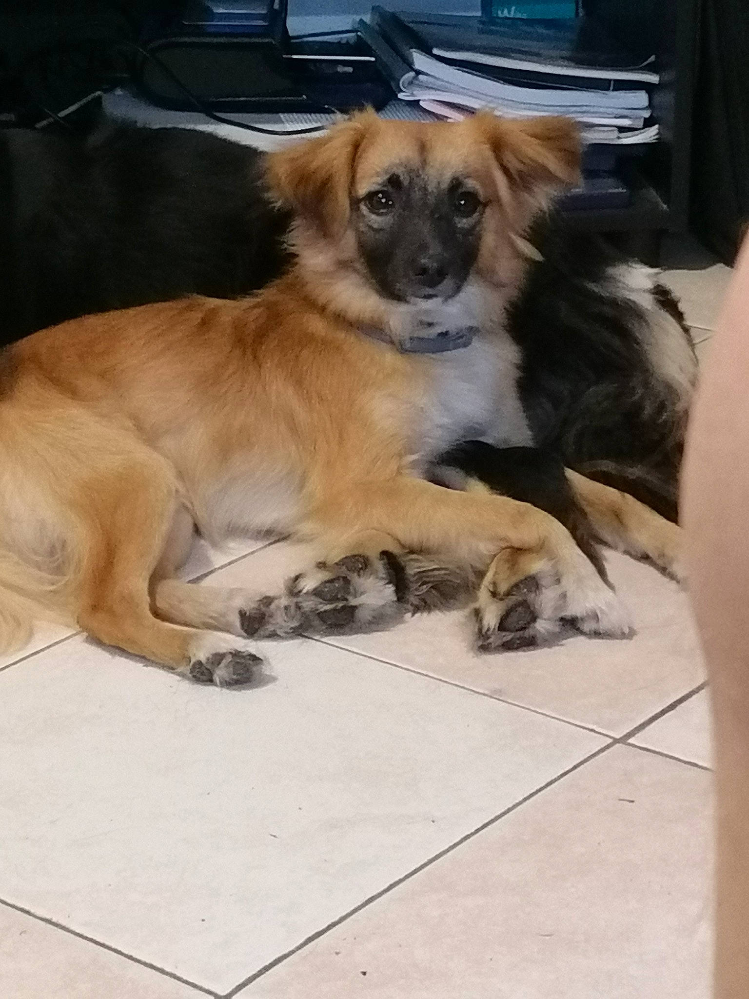 Rocky a rejoint le concours — aidez-le/la à gagner de superbes lots ! canidae, carnivore, companion_dog, dog, dog_breed, fawn, mammal, puppy, rare_breed_dog, small_greek_domestic_dog, snout, sporting_group, tibetan_spaniel, toy_dog, vertebrate