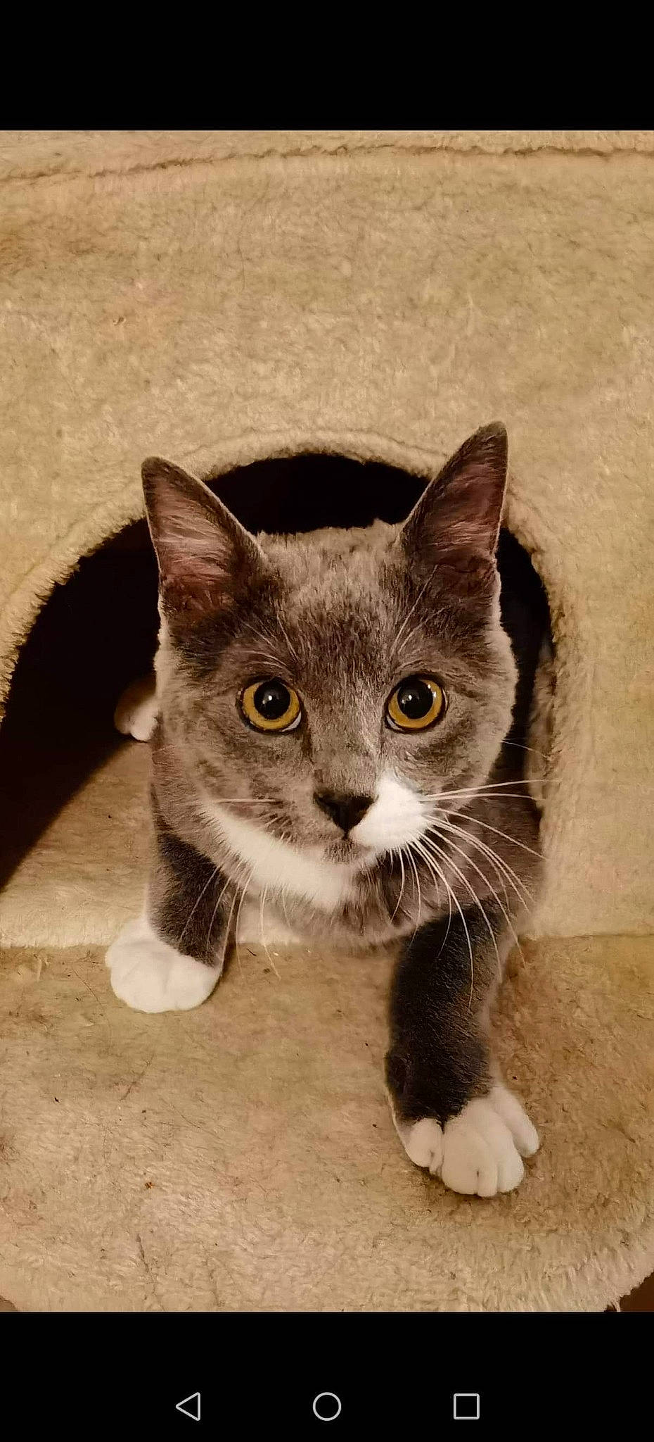 Cancùn participe au concours pour gagner de l'argent avec cette photo : aegean_cat, american_wirehair, asian, carnivore, cat, domestic_short_haired_cat, ear, european_shorthair, eye, felidae, fur, kitten, mammal, nose, polydactyl_cat, small_to_medium_sized_cats, tabby_cat, vertebrate, whiskers